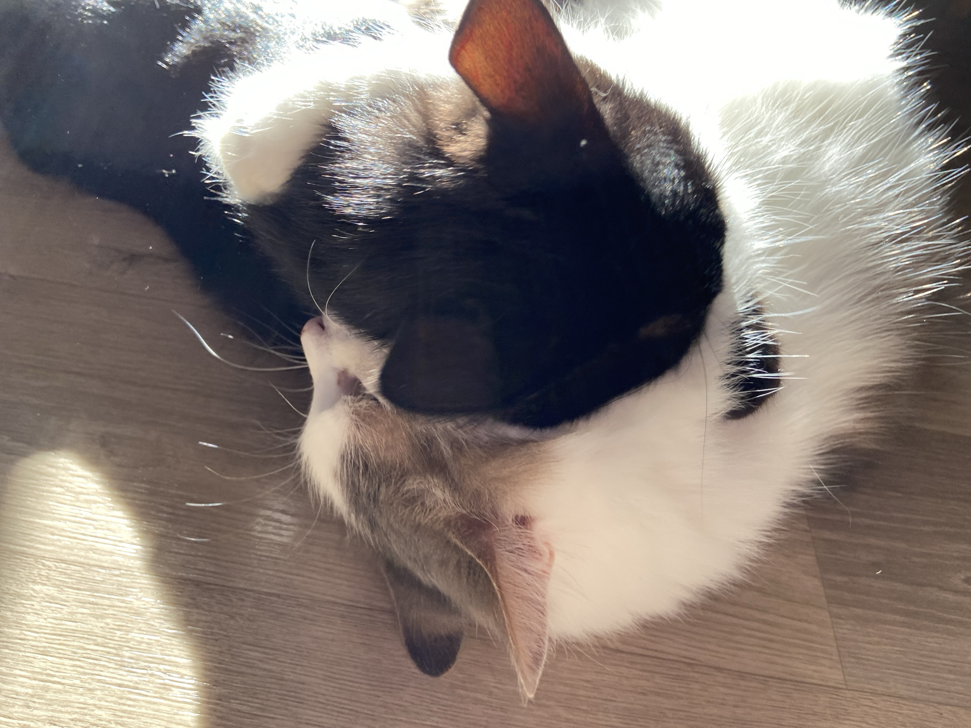 Two cats are lying on a wooden floor bathed in sunlight. One cat is black and white, while the other appears to be a calico or tabby with white, grey, and tan markings. Their bodies are intertwined in a way that their heads are close together, nearly touching. The black and white cat has its head tucked towards the calico, with its black fur prominent. The calico's face is visible, showing its ear and a patch of white fur. The wooden floor has a visible grain and is illuminated by a strong shaft of sunlight. The overall impression is one of peaceful cohabitation and comfort.