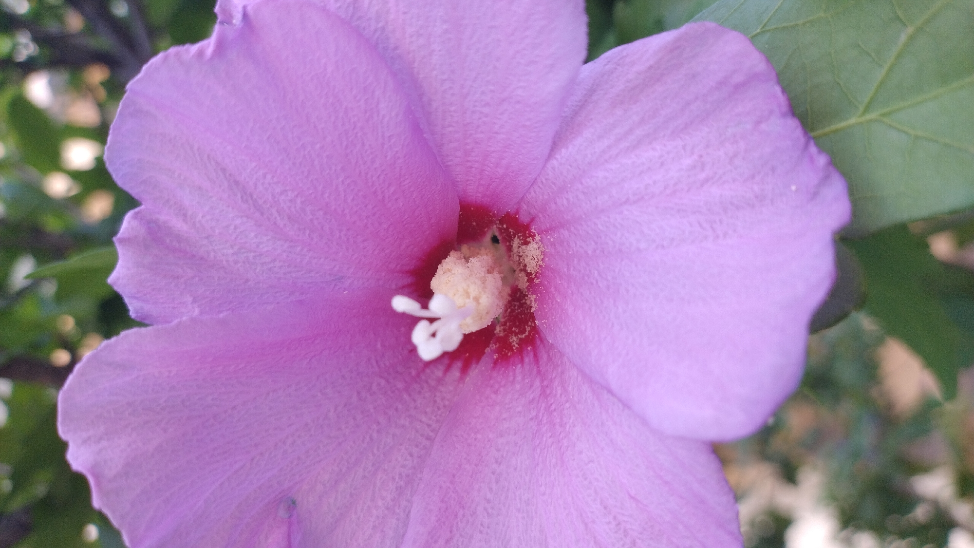 A close-up, vertical shot focuses on the center of a large, light purple hibiscus flower. The petals, which are soft and slightly crinkled, radiate outwards from the pistil and stamens at the flower's core. The pistil is white and delicate, topped with a small, bulbous stigma. Surrounding the pistil is a cluster of stamens covered in light yellow pollen, with hints of deep red visible at the base of the stamens. The background is softly blurred, showing green foliage and hints of brown branches, suggesting an outdoor setting, possibly in a garden. The image was taken in Perea, Greece.