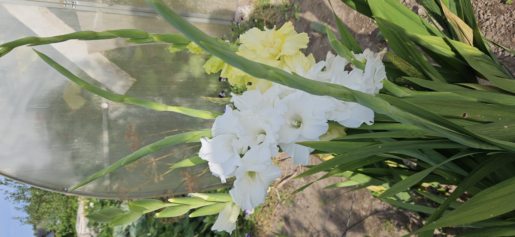 A close-up, vertical shot features a bouquet of white and yellow gladiolus flowers with long green stems and leaves. The flowers are in full bloom, with ruffled petals. Behind the flowers, a slightly out-of-focus translucent greenhouse structure is visible. The ground in the foreground is a mix of soil and dry foliage. The image appears to have been taken outdoors on a sunny day, with shadows cast by the plants and greenhouse. The location is identified as Mazalawski Sel'ski Savet, Belarus, suggesting a rural or agricultural setting. No people or animals are present in the scene.