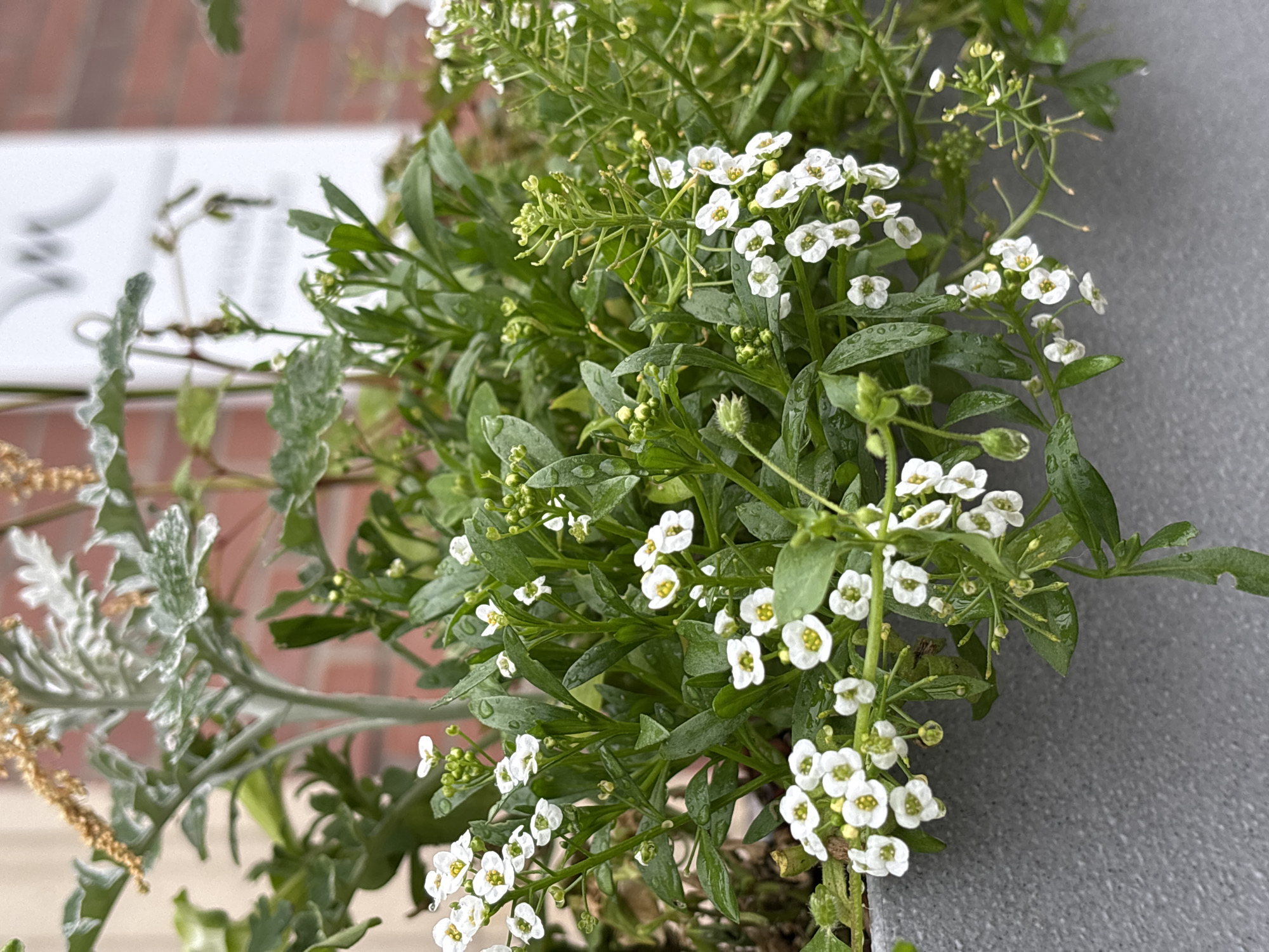 A close-up shot captures a cluster of small, white flowers with yellow centers, possibly Sweet Alyssum, growing in a gray planter. The flowers are lush and green, with water droplets on their petals, suggesting recent rain. In the background, a blurred brick wall and a hint of a white sign with an emblem are visible. The scene is outdoors in a city setting. Based on the image alone, the specific location within Nizhny Novgorod, Russia, cannot be determined. There are no people or identifiable actions depicted.