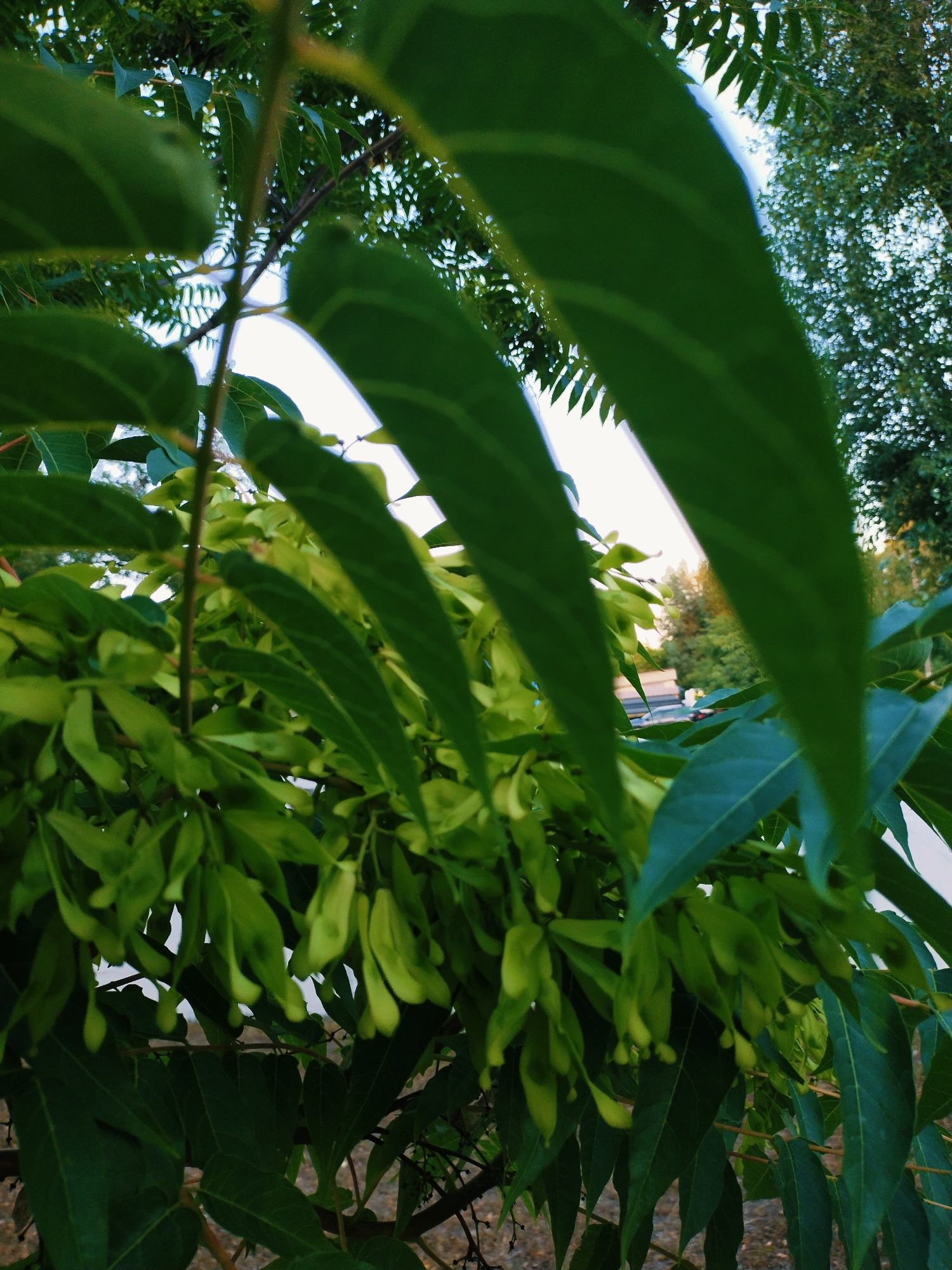 The media file is a close-up, low-angle shot of tree branches with green leaves and seed pods. The foreground is dominated by large, elongated green leaves, some of which are out of focus, creating a sense of depth. Behind these leaves, a cluster of smaller, light green seed pods hangs from thin stems. Further in the background, more foliage is visible, with sunlight filtering through the leaves, suggesting it is daytime. The overall scene is a natural, outdoor setting, likely a park or a garden, with hints of a road and trees in the distance. The lighting indicates it could be late afternoon or early morning due to the soft sunlight and the slightly overcast sky. There are no people, objects, or visible text in the frame. The image evokes a peaceful, natural ambiance. The location context provided is Horishni Plavni, Ukraine.