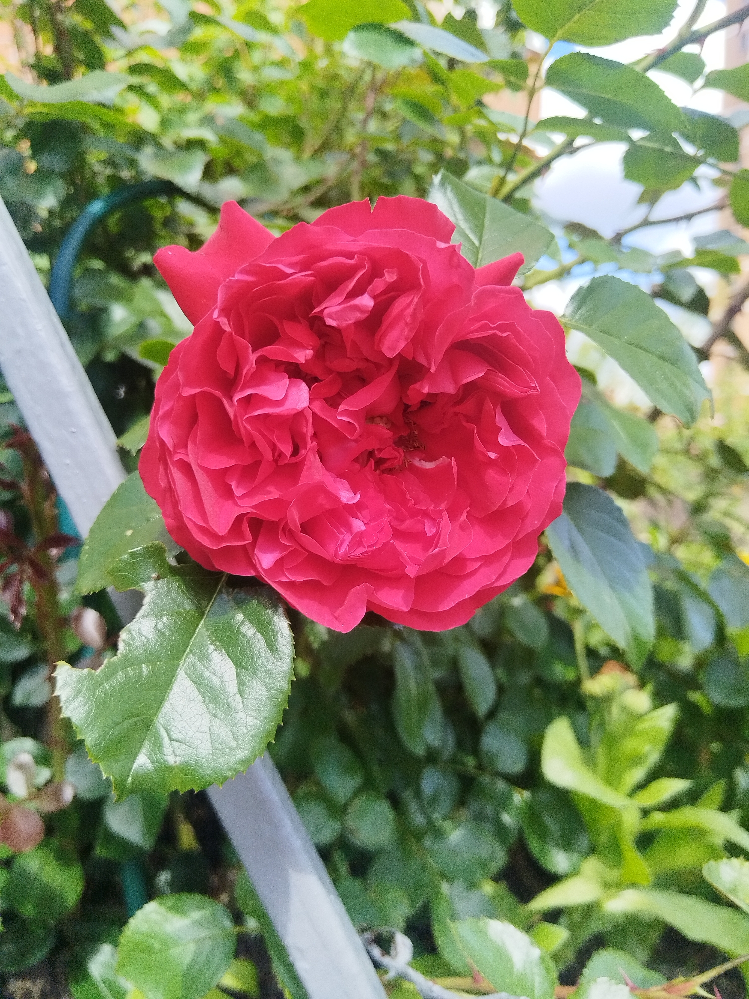 This is a close-up, eye-level, outdoor shot of a vibrant red rose in full bloom, set against a backdrop of lush green foliage and a light-colored, possibly metal, pole. The rose is the central subject, with its petals unfurling in a complex, layered pattern. The leaves surrounding the rose are a deep green, with some showing signs of minor damage, such as small holes. The pole appears to be a structural element in a garden setting. The background is softly blurred, suggesting a shallow depth of field, with hints of sky and possibly other vegetation visible. The lighting indicates it is daytime. This image was captured on a residential street in the city of Shchyolkovo, Russia.