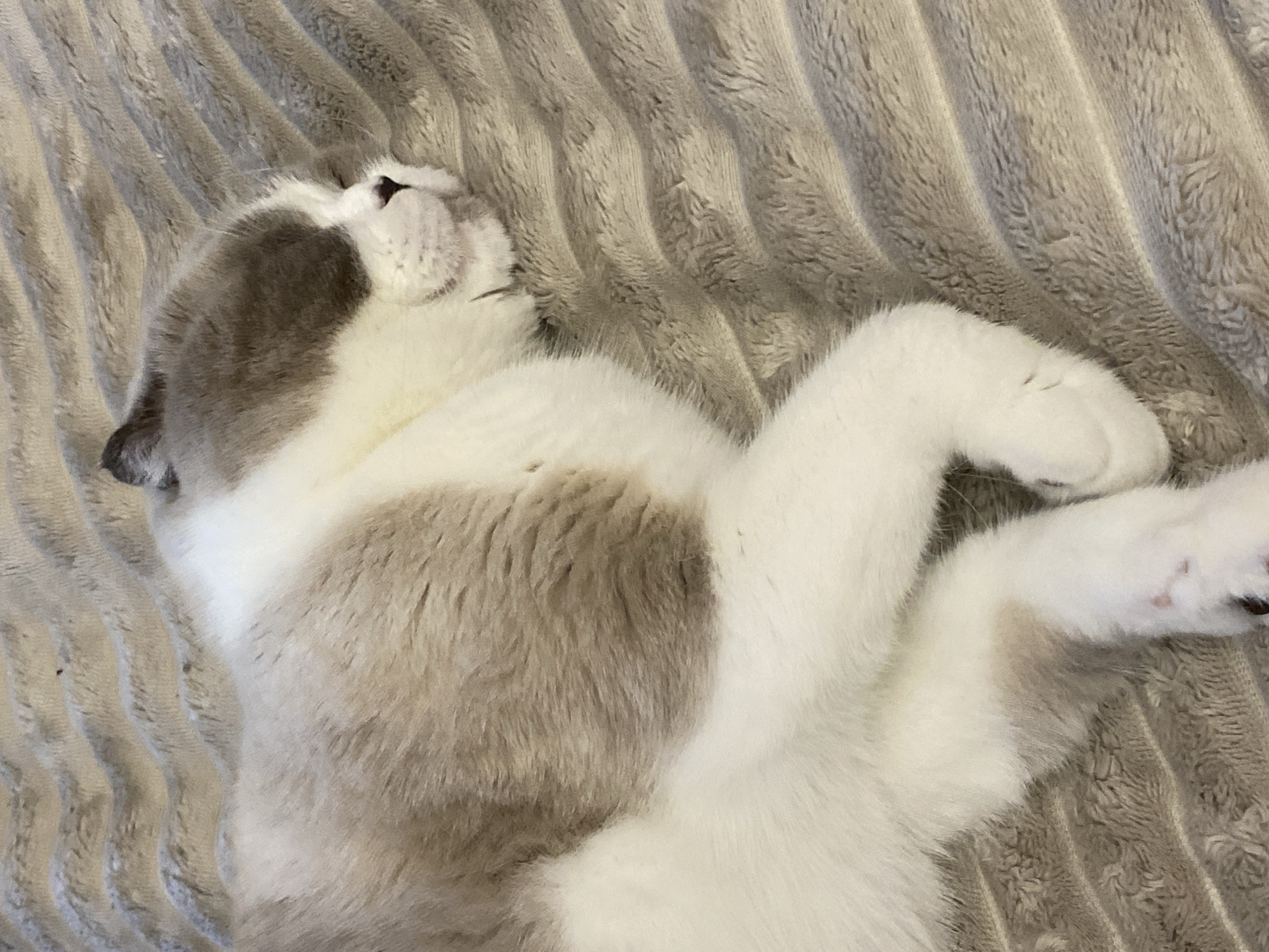 This media file shows a close-up shot of a cat sleeping on a plush, ribbed gray blanket. The cat is mostly white with patches of gray fur on its head and back. Its eyes are closed, and its body is relaxed, indicating it is deeply asleep. The cat's paws are visible, one extended in front of its body. The lighting appears to be soft and diffused, suggesting an indoor setting. There are no people or text visible in the image. The scene conveys a sense of peace and comfort, with the cat appearing to be in a state of deep slumber. The location context provided is Novokuznetsk, Russia, but there are no visual cues within the image to confirm this. The time of day and weather conditions are also not discernible from the image itself.