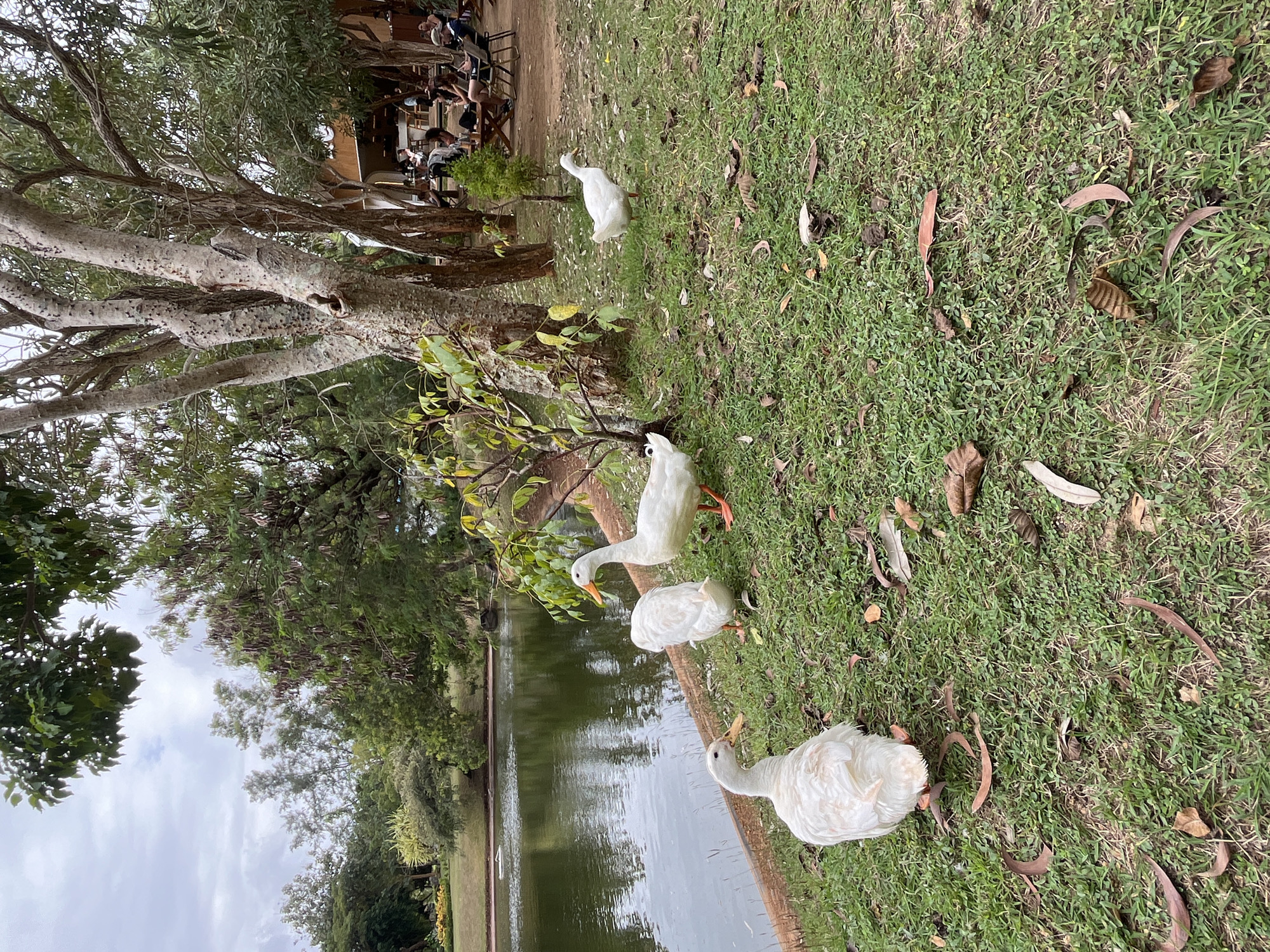 A tranquil scene unfolds by a calm body of water, possibly a pond or lake, bordered by lush green grass and scattered fallen leaves. Four white domestic ducks are present in the foreground and mid-ground. In the background, a cluster of trees provides shade, with a cafe or restaurant visible through the foliage. Several people are seated at tables outside the establishment, suggesting a relaxed outdoor dining or gathering setting. The sky is overcast, contributing to a soft, diffused light. The environment appears to be a park or a resort area, given the presence of the water, trees, and the cafe. The overall atmosphere is peaceful and natural, with the ducks as the main subjects in the immediate scene. The location is identified as Kuta Selatan, Indonesia.