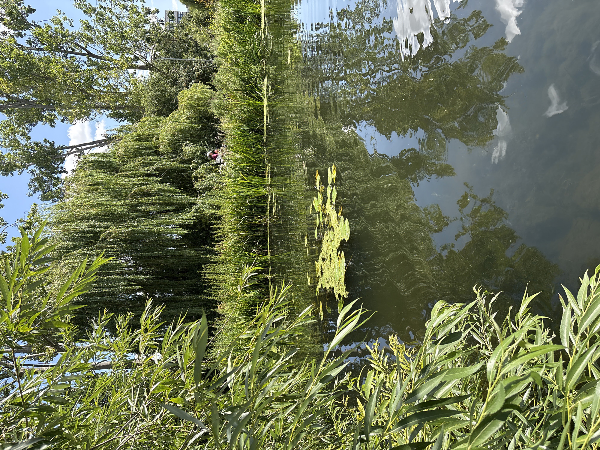 The image depicts a serene natural scene on the River Chelmer in Chelmsford, United Kingdom. In the foreground, lush green willow branches overhang the dark, rippling water. The river is partially covered with lily pads, adding to the tranquil atmosphere. On the far bank, dense vegetation, including tall reeds and a weeping willow tree, creates a verdant backdrop. Further in the distance, a building with a white facade is visible, hinting at the proximity of urban elements to this natural setting. A person in red attire, possibly cycling or walking, is faintly visible amongst the trees on the riverbank. The sky above is a bright blue with scattered white clouds, suggesting a pleasant, sunny day. The overall impression is one of peaceful coexistence between nature and the urban landscape of Chelmsford.
