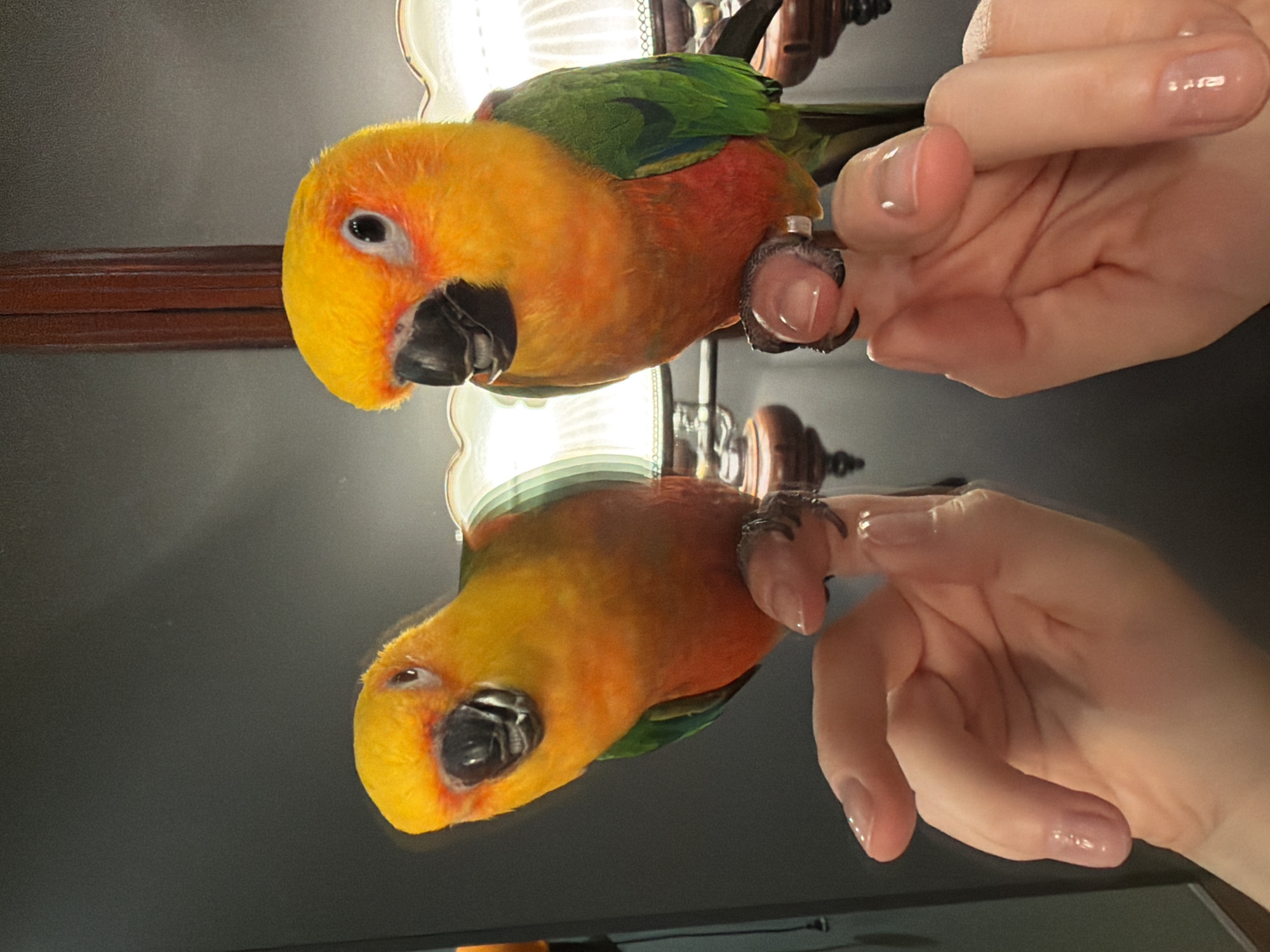 A close-up, slightly angled shot features a vibrant Sun Conure perched on a person's finger. The bird has predominantly orange plumage on its head and body, transitioning to green on its wings. The person's hand has neatly manicured nails. The bird is positioned near a lamp and, due to the reflective surface beneath, there is a reflection of the bird. The reflection is close to the actual bird in the frame, indicating that the surface causing the reflection is near the bird.