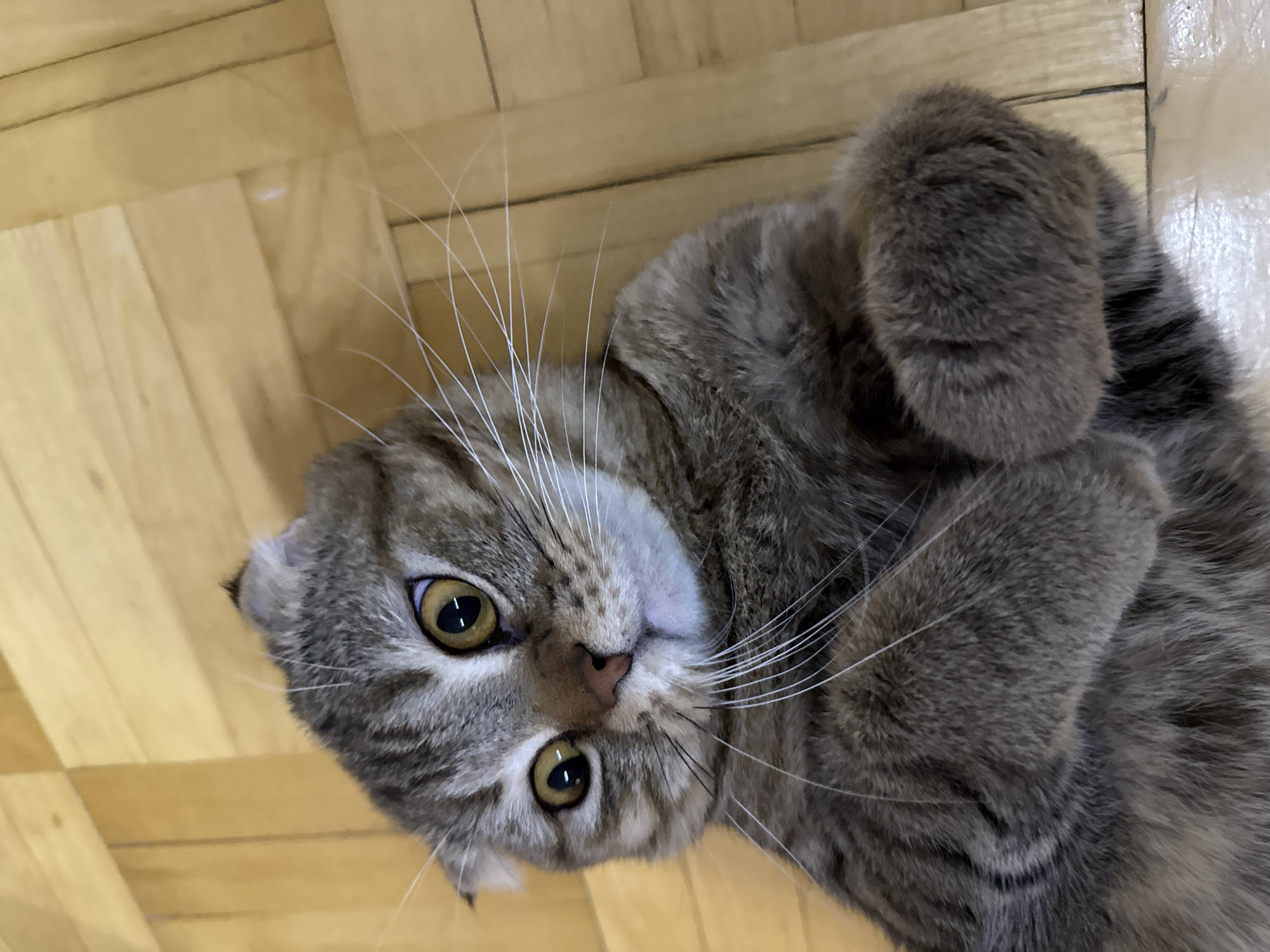 A close-up, slightly tilted image shows a Scottish Fold cat lying on a wooden floor. The cat has gray and brown tabby fur, large yellow eyes, and folded ears characteristic of its breed. Its paws are curled up towards its face. Long, white whiskers extend from its muzzle. The background is a light-colored wooden floor with visible grain patterns. The location is unknown.