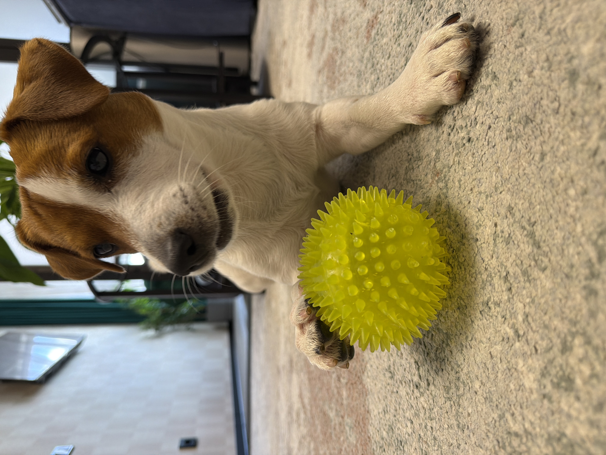 A close-up, low-angle shot shows a Jack Russell Terrier puppy lying on a patterned carpet with a spiky yellow ball near its front paw. The puppy's head is turned slightly to the right, with its brown and white fur visible, along with its dark eyes and pink nose. The background is blurred, showing hints of furniture and a wall. The scene appears to be indoors, possibly in a residential setting. There is no indication of the location being Moscow, Russia.