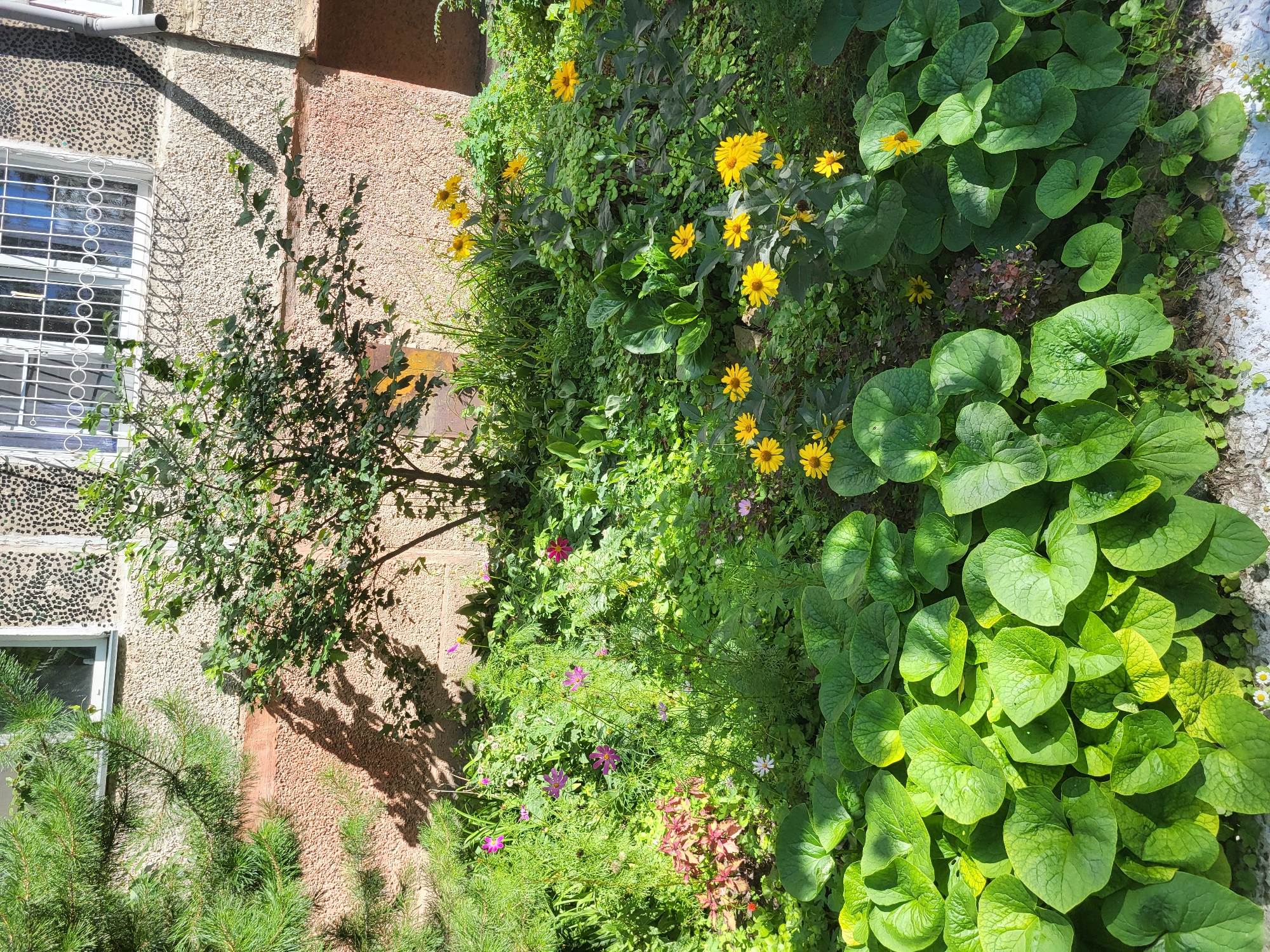 A sunlit exterior shot captures a lush garden bed in front of a building with a textured, light-colored facade. The garden is densely planted with a variety of green foliage, featuring large, heart-shaped leaves in the foreground, and smaller, more delicate leaves and flowers throughout. Several bright yellow daisy-like flowers are visible, as well as some pink and purple blossoms. A small, leafy tree stands in the center of the garden, casting a dappled shadow on the building and ground. A pine tree branches into the frame from the left, and a window with a white, barred grille is present on the building's upper portion. The scene appears to be located in Petropavl, Kazakhstan, as indicated by the building style and vegetation. There are no people or animals visible in the image.