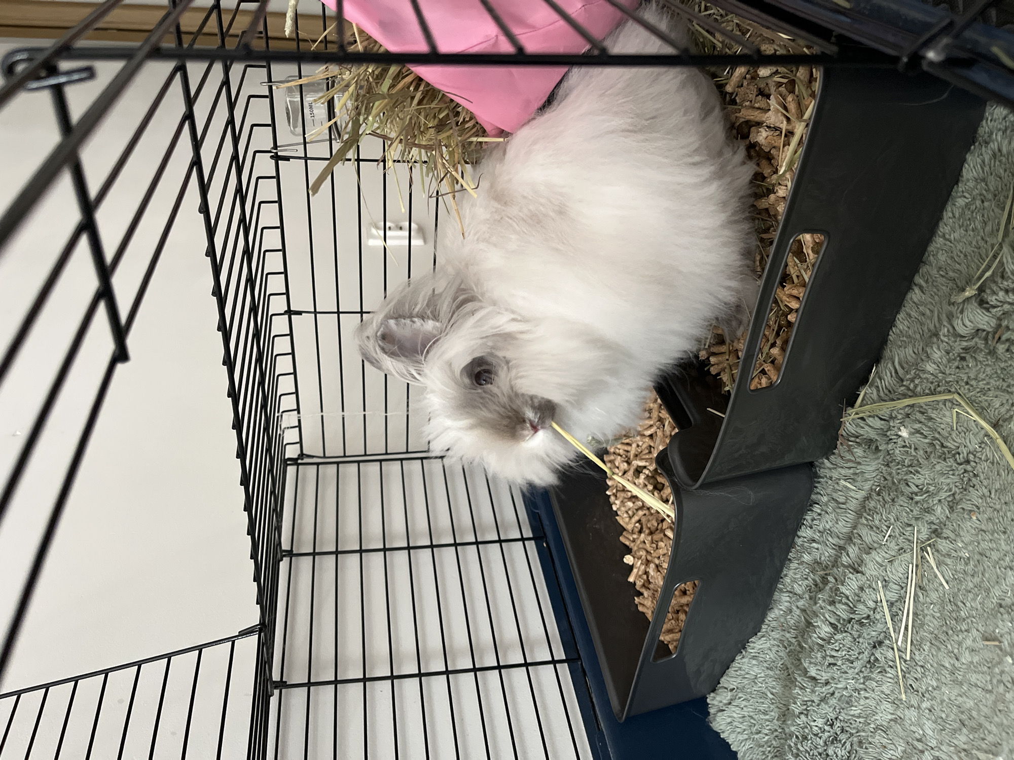 A fluffy, white Angora rabbit is eating a piece of hay in its cage. The rabbit has light grey markings on its ears and face. The cage is made of black wire bars and has a blue base. There are two dark grey litter boxes inside the cage, one filled with wood pellets and hay, and the other primarily with hay. A pink fabric item and a water bottle are also visible in the cage. The cage floor is covered with a grey, fuzzy rug. The image was taken indoors, likely in a home. There is no information in the image that would indicate a specific location in Łódź, Poland.