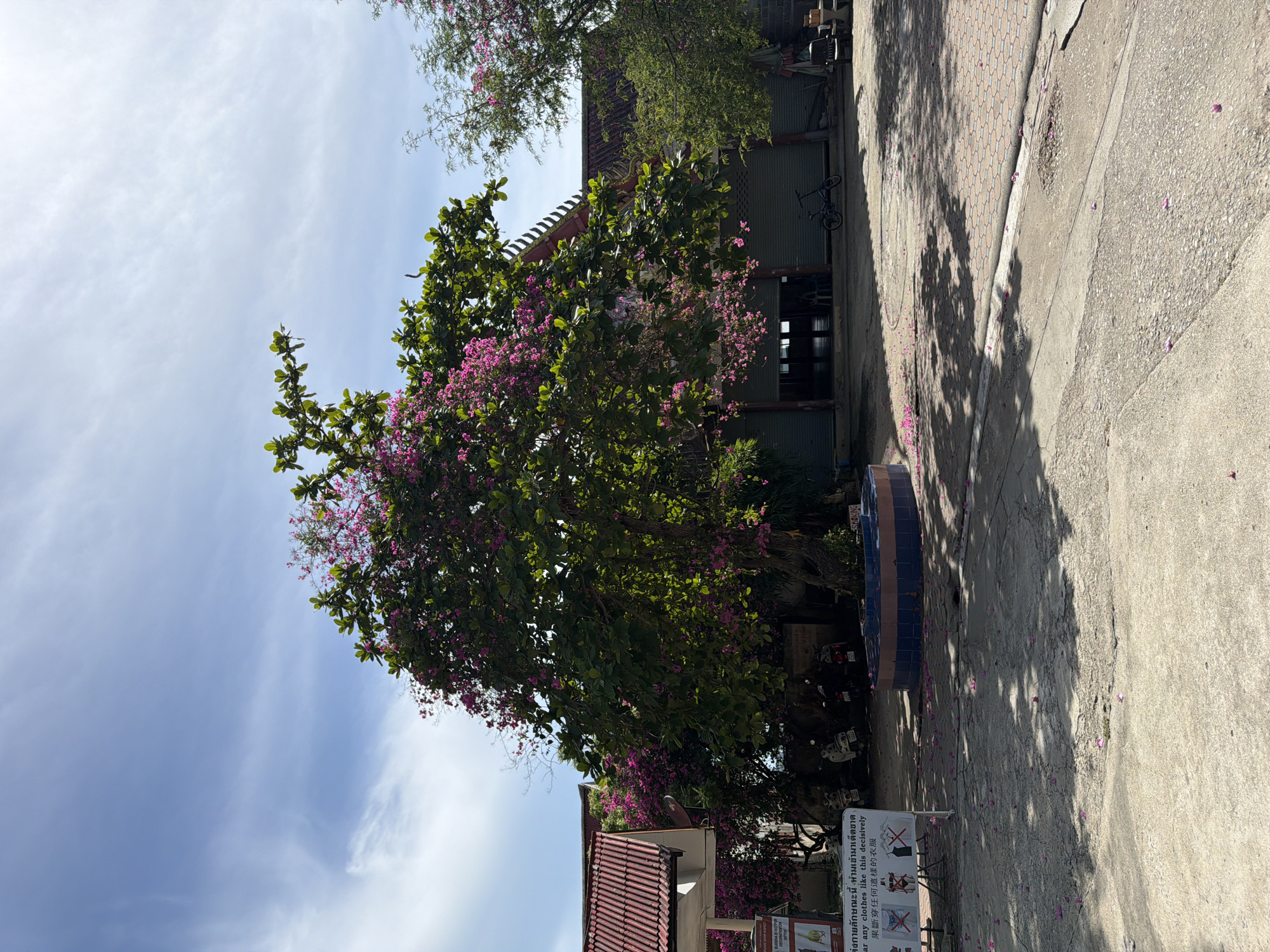 In Baan Plai Laem, Thailand, on a clear day with a few wispy clouds, a large tree with vibrant pink flowers dominates the foreground. The tree, full of green leaves, is surrounded by a circular blue and pink planter. Pink petals are scattered on the concrete ground and a paved area. Behind the tree, a building with a red tiled roof and dark metal doors is visible. To the left of the building, a smaller tree with pink flowers is also present. A white sign with text and images, including illustrations of clothing, is positioned in front of the building. Several scooters are parked near the building, and a bicycle rests in front of the closed doors. In the background, another tree with pink flowers can be seen. The overall scene suggests a tranquil outdoor setting in a Thai locality.