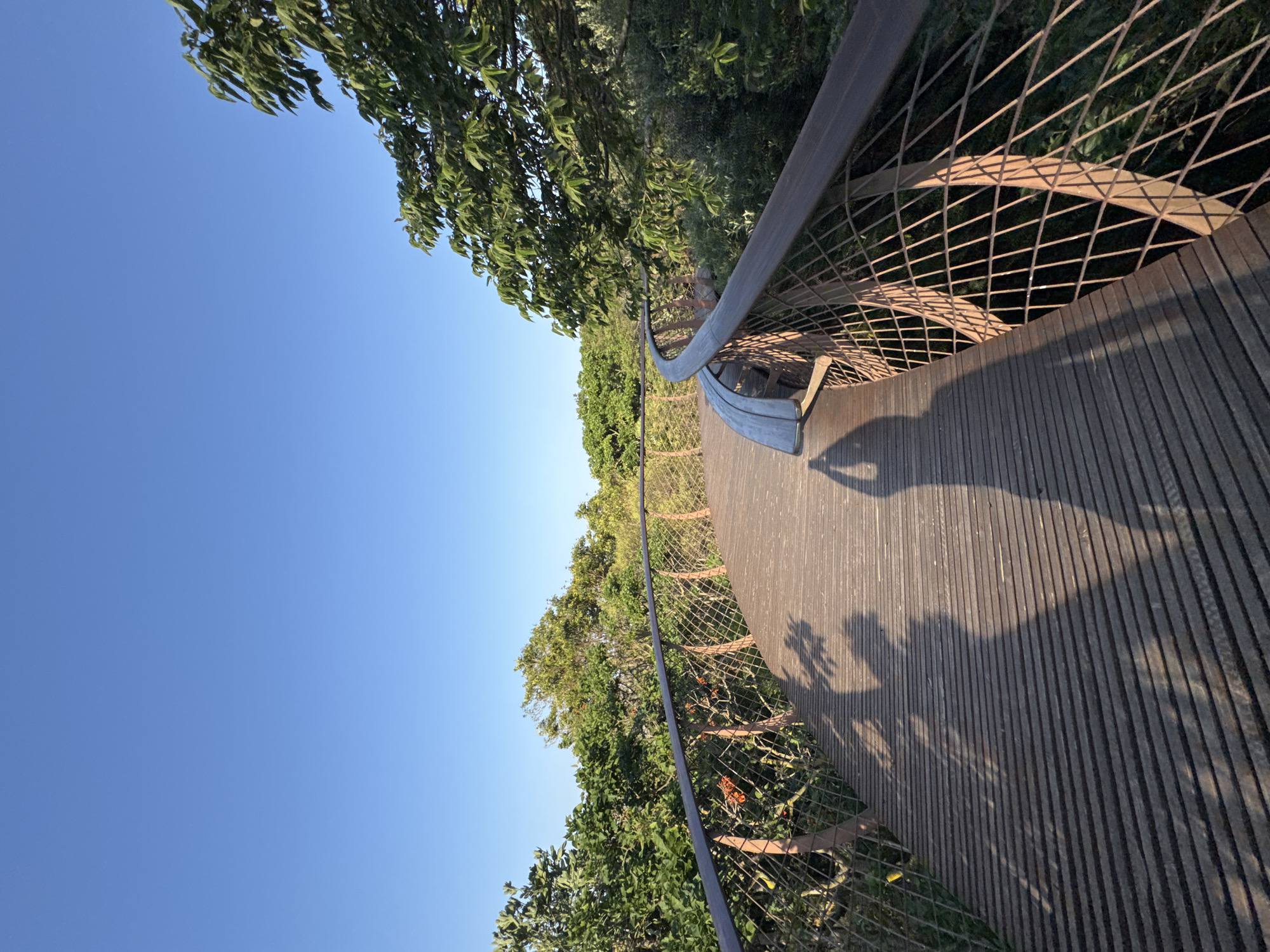 The image depicts a wooden walkway with metal railings that curves to the right, bordered by lush green trees and a clear blue sky. The walkway is illuminated by the warm light of what appears to be late afternoon sun, casting long shadows of two individuals onto the wooden planks. One shadow is clearly visible as a person holding a phone up to take a photograph, indicated by the shape of the raised arm and the rectangle representing the phone. The other shadow is less defined but suggests another person walking alongside. The walkway itself is constructed of horizontal wooden slats, and the railings are made of dark metal with a mesh infill. The surrounding vegetation is dense and varied, with the trees forming a thick canopy. This scene is characteristic of the Kirstenbosch Botanical Garden's Boomslang walkway, a popular attraction in Cape Town, South Africa, known for its elevated perspective through the forest canopy.