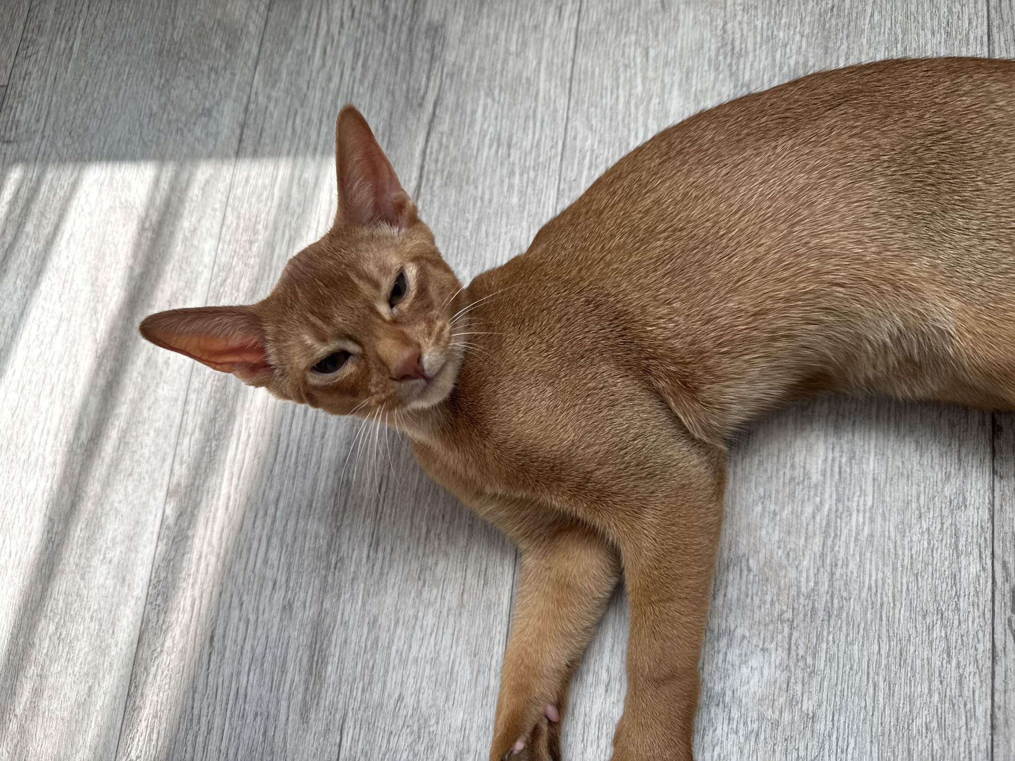 A young adult Abyssinian cat is lying on its side on a light grey wood-plank floor. The cat has reddish-brown fur and large, pointed ears that are tilted forward. Its eyes are dark and appear partially closed, giving it a sleepy or contemplative expression. The cat's front legs are extended, and its body is curved. Sunlight casts diagonal shadows across the floor from the upper left to the lower right of the image. The scene is indoors, likely in a residential setting, but there is no indication of its specific location in Stary Oskol, Russia.