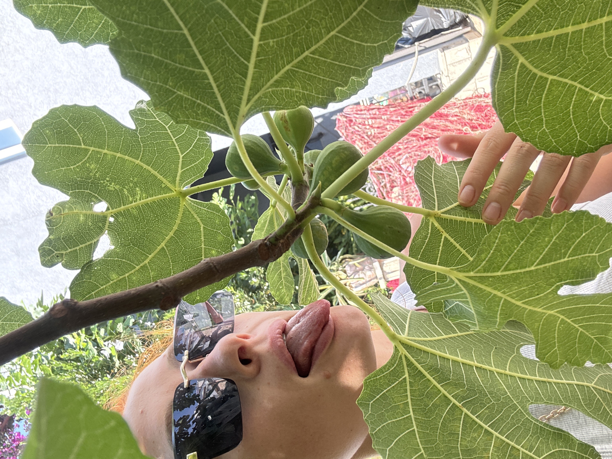 In Budva, Montenegro, a close-up shot features a woman with red hair, wearing black sunglasses, playfully sticking her tongue out towards a branch of a fig tree. Several green, immature figs are visible on the branch, interspersed with large, veined fig leaves. The woman's hand is also in the frame, touching one of the leaves. The background is blurred, showing greenery and hints of buildings and possibly some pink netting.