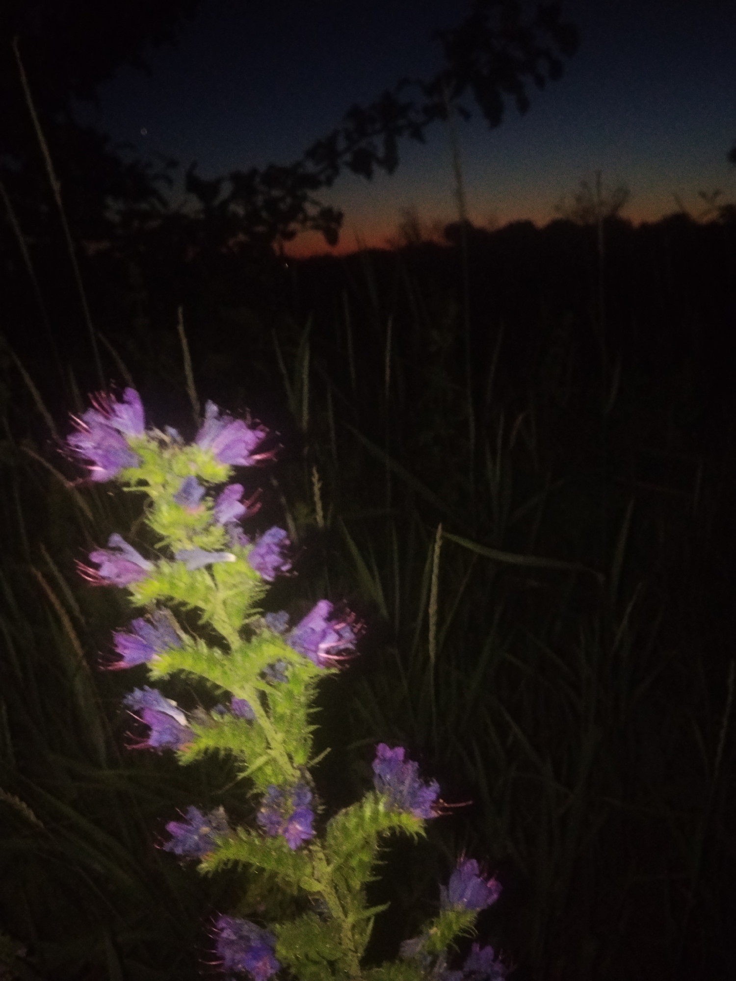 A close-up shot captures a stalk of purple flowers with fuzzy green stems in the foreground, set against a dark background of grass and foliage. The sky above transitions from a deep indigo at the top to a faint orange glow near the horizon. The overall scene is dimly lit, suggesting it was taken at dusk or dawn.