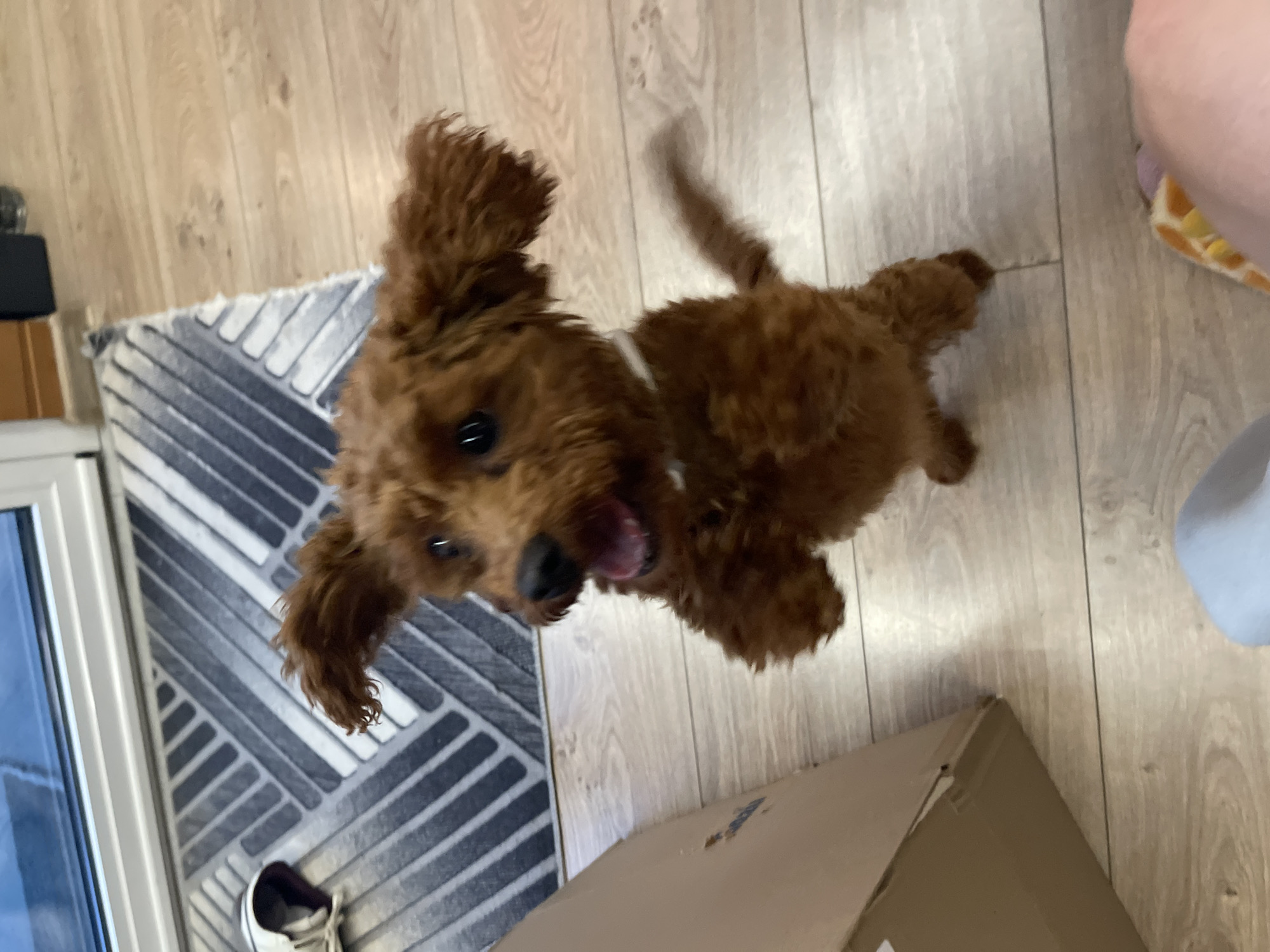 A brown poodle dog stands indoors on a light-colored wooden floor. A gray and white striped rug is to the left of the dog. A cardboard box is in the lower right of the image. Part of a window and a white sneaker are visible on the left side of the image. A person's leg and foot are visible on the upper right. The dog appears to be looking up at the camera with its tongue sticking out. The location cannot be determined to be in Sofia, Bulgaria.