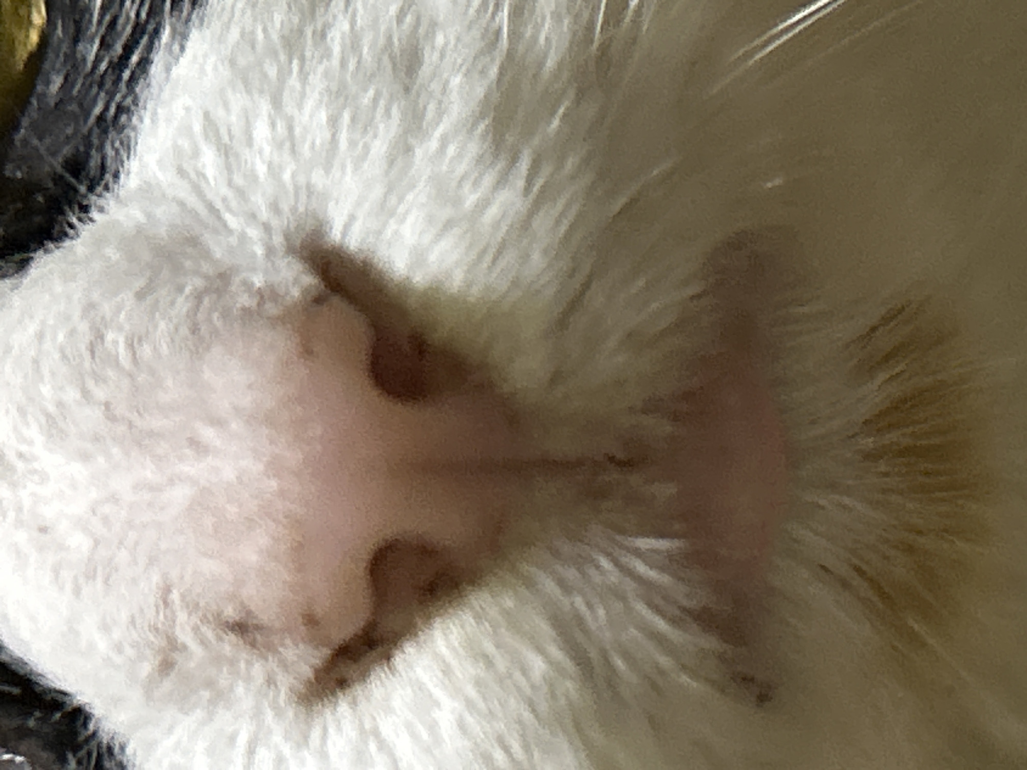 This is an extreme close-up image of a white guinea pig's nose and surrounding fur. The nose is pink and has a visible philtrum. The fur is long and fluffy, with variations in white and some darker patches visible. The background is out of focus and appears to be a neutral color. There is no indication of a location in the city of Buenos Aires, Argentina.