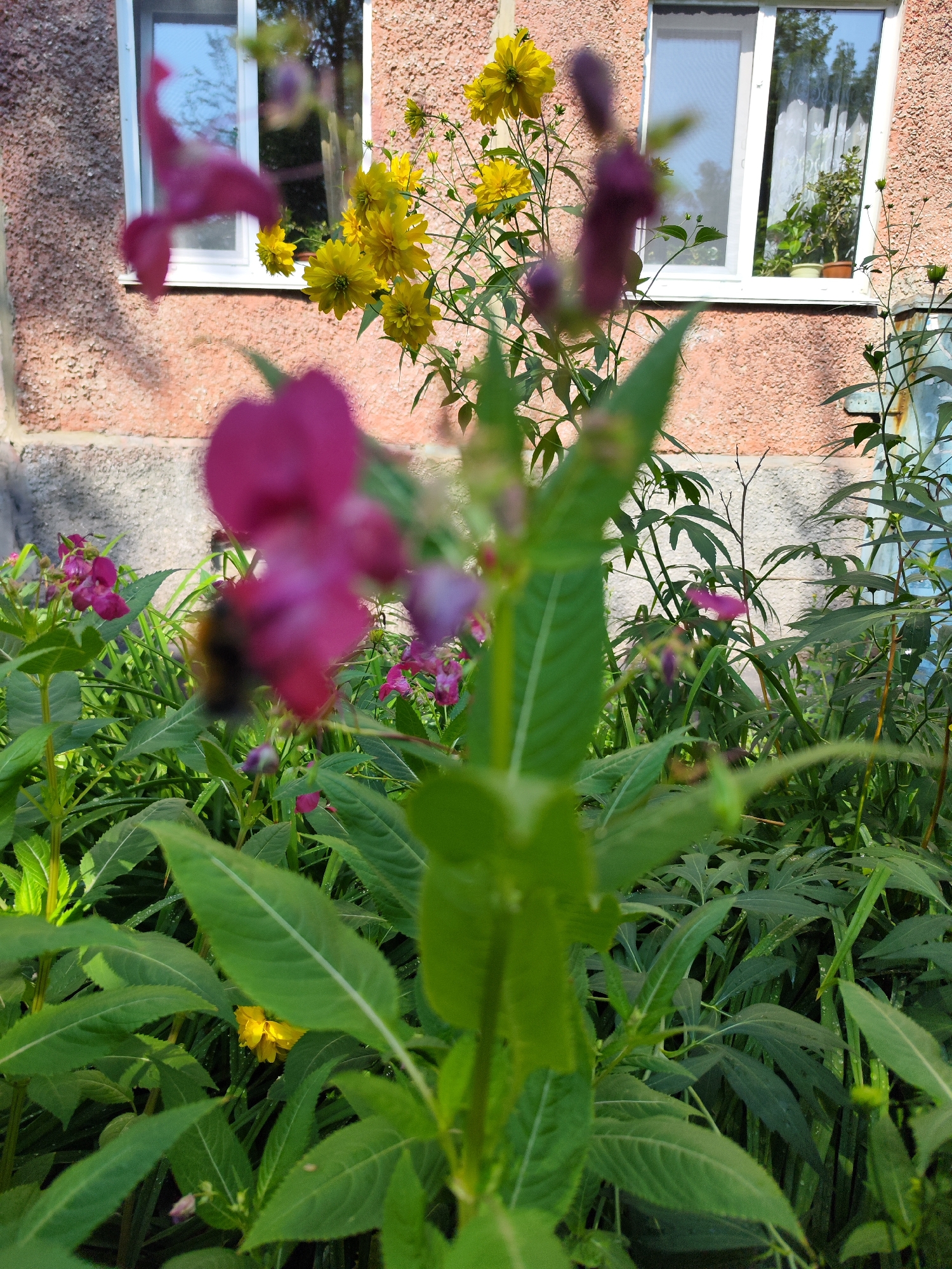 The image depicts a close-up view of a garden with several plants, including purple impatiens and yellow flowers, in front of a building. The building has a textured, pinkish-orange facade and two windows. The windows are framed in white, and one of them reflects the sky and trees. Inside the window, a white curtain and some potted plants are visible. The foreground is dominated by the lush green foliage of the plants, with some of the flowers blurred due to the shallow depth of field. In the center of the image, a bumblebee is visible on a blurred pink flower. The overall impression is of a sunny day in a residential area, likely a backyard or front yard of a house in Barnaul, Russia, given the context of the prompt. The lighting suggests it is daytime, possibly late morning or early afternoon. No people are visible in the image.