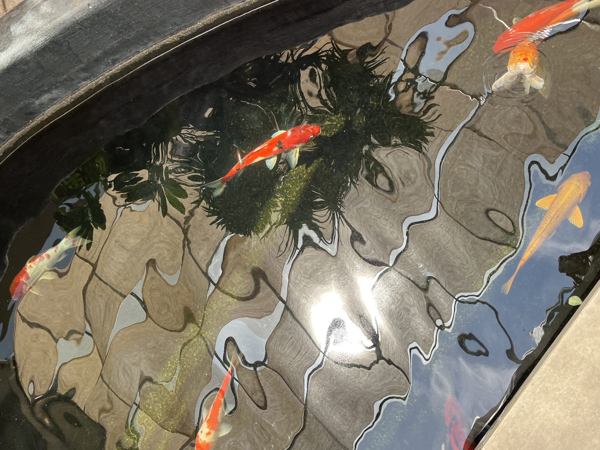 The image shows a pond containing several koi fish. The pond appears to be artificial, with a dark, possibly plastic liner visible along the top edge on the left. The water's surface reflects the surroundings, distorting the reflected images. The reflections appear to show a light-colored paved area or tiled surface. There's aquatic vegetation present in the pond. Several koi fish of varying colors, including orange, white, and a mix of orange and white with black spots, are visible swimming in the pond. The image depicts a pond scene. There is no information suggesting the location in the city of Đà Nẵng, Vietnam.
