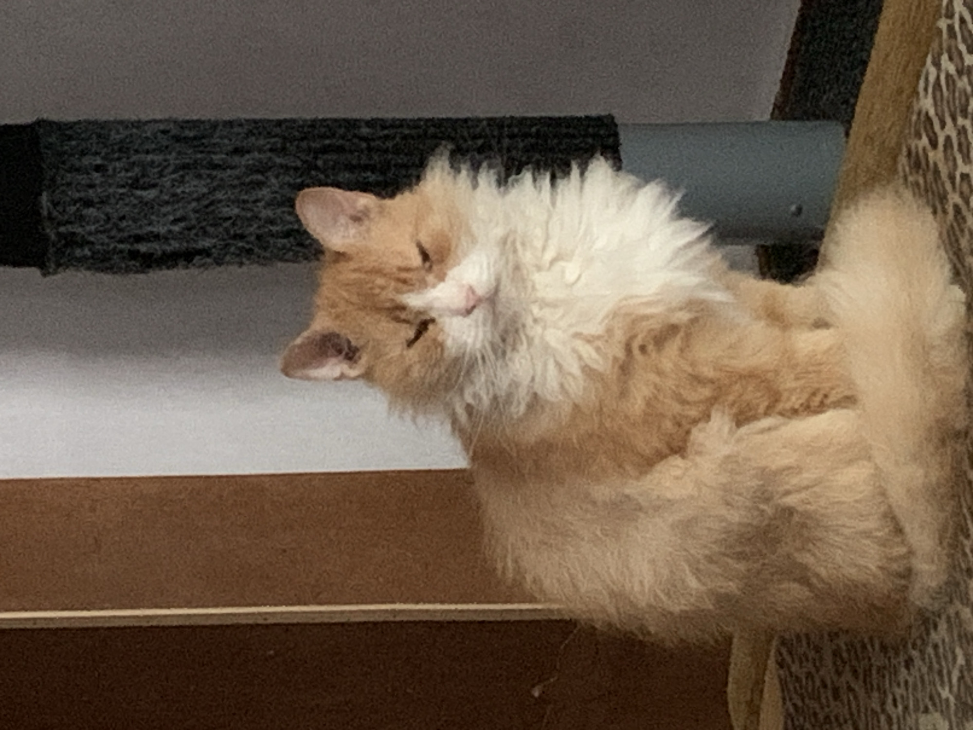 A medium shot, eye-level, indoor photograph shows a fluffy, orange and white cat sitting. The cat is facing slightly to its left, with its eyes partially closed. Its fur is long and appears somewhat disheveled, with a thick ruff around its neck. The cat is sitting on a rug with a leopard-like pattern. Behind the cat, to its left, is a brown wooden surface, possibly a door or wall panel. To the right of the cat is a grey cylindrical object with a dark, textured top, which may be a scratching post. The background behind the scratching post is a plain grey wall. The scene is dimly lit, creating a soft ambiance. The location in Атласово, Russia, is not discernible from the image.