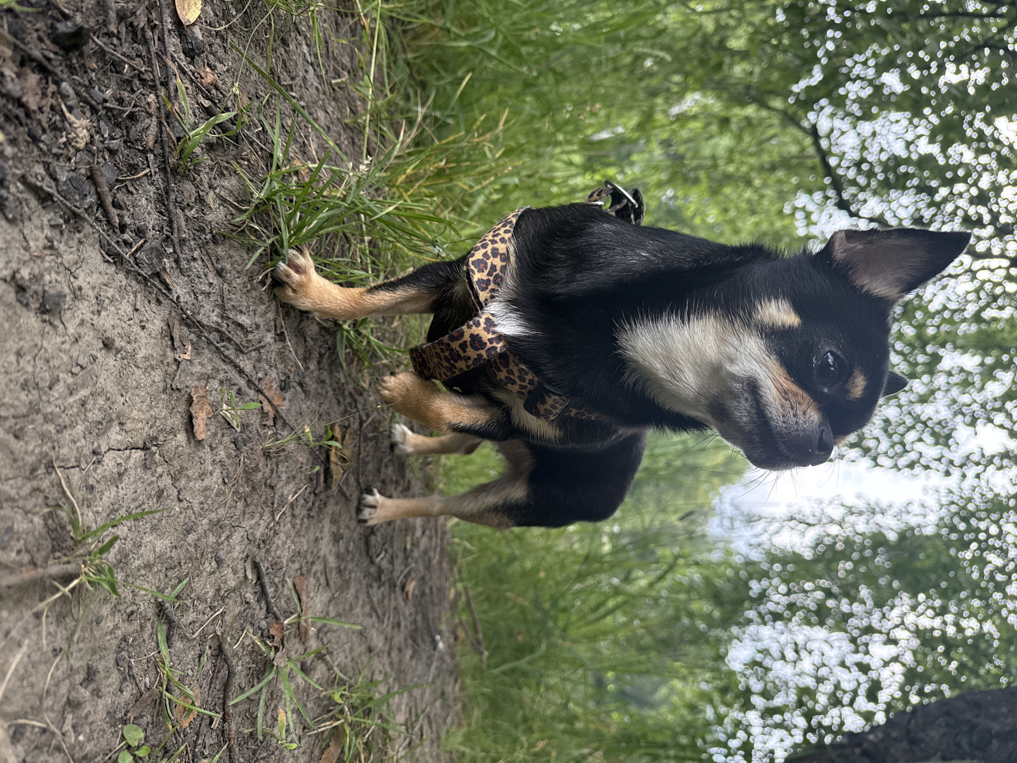 An eye-level, medium shot captures a black and tan Chihuahua standing on a dirt path in a wooded area. The dog faces to the right, with its head tilted up and looking to the right. Its left front paw is raised slightly off the ground. The dog is wearing a leopard-print harness. The ground is a mix of dirt, small stones, and sparse green grass. In the background, out of focus, are green trees and foliage. The lighting is overcast. The location is Летний Отдых, Russia.