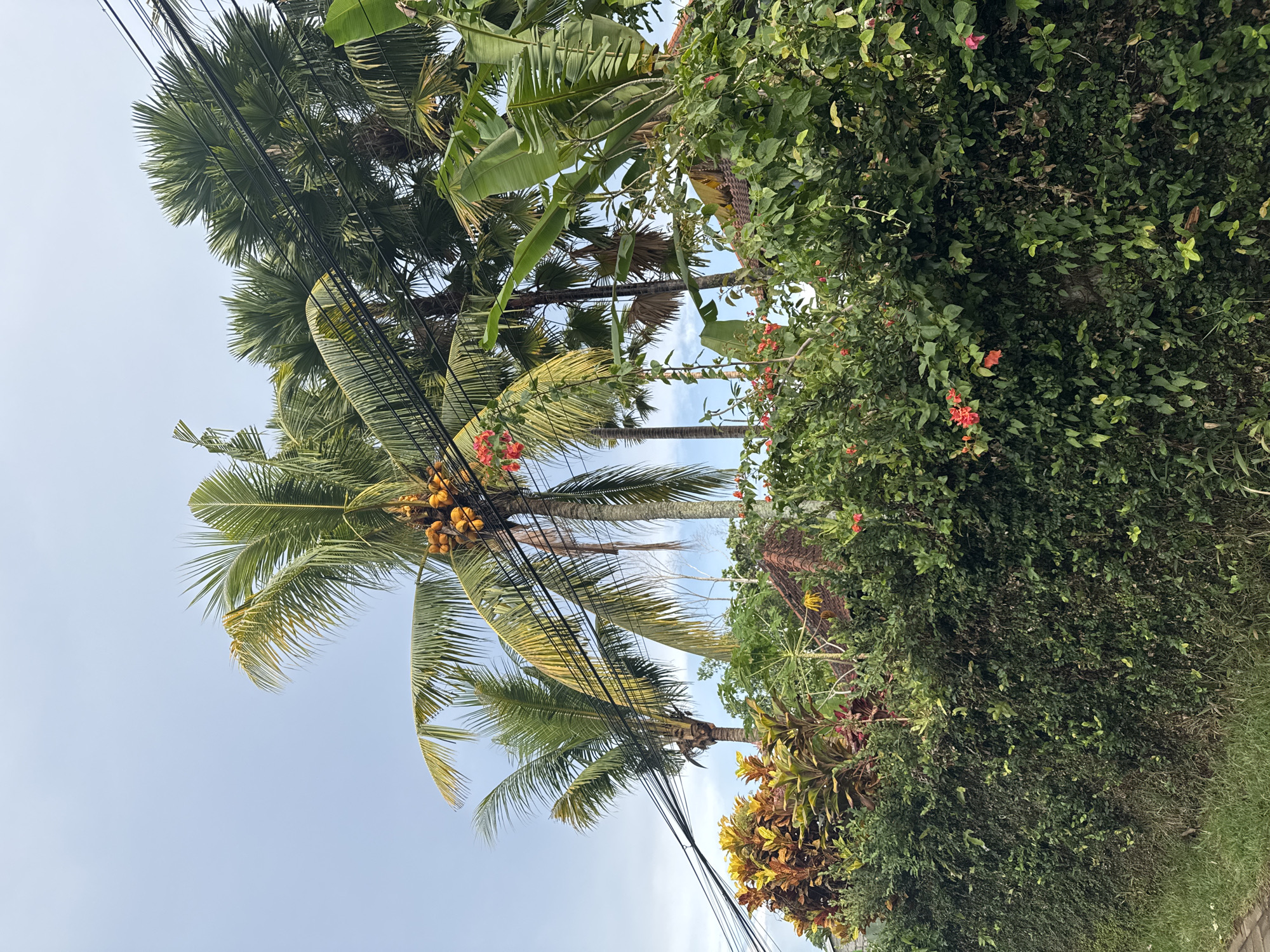 A vibrant outdoor scene captures a dense array of tropical flora under a clear, bright blue sky. Several prominent palm trees, including coconut palms laden with clusters of yellow coconuts and fan palms, are visible across the left and central portions of the image. Numerous black utility wires extend horizontally through the mid-section, intersecting with the palm fronds.
To the right, a thick wall of lush green foliage, composed of various bushes and vines, dominates the landscape. This greenery is dotted with small, bright orange-red flowers, resembling bougainvillea, and features plants with striking yellow and reddish leaves, possibly crotons. Large banana leaves are also evident among the upper canopy. The far right edge of the frame shows a glimpse of a paved area and green grass, suggesting a roadside or pathway. The clear sky and strong natural light indicate it is daytime. The abundance of tropical vegetation, including coconut and banana trees, aligns with the location context of Ubud, Indonesia. No human activity or visible text is present.