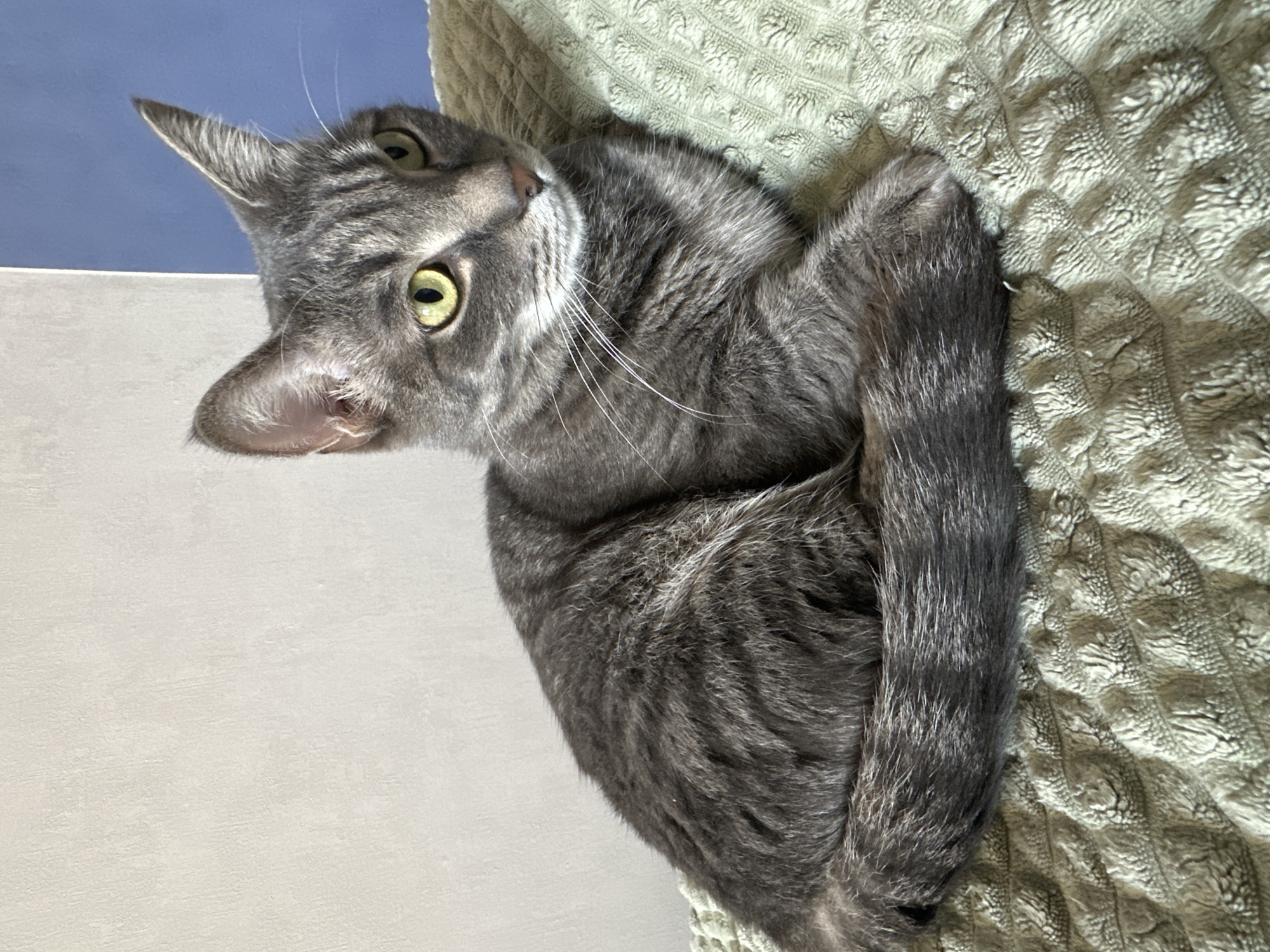 A gray tabby cat is lying on a light green patterned blanket. The cat is facing left, with its head tilted slightly upward. The cat has yellow-green eyes and long white whiskers. The background includes a light gray wall and a blue area. The location of the image within Krasnoyarsk, Russia is not determinable.