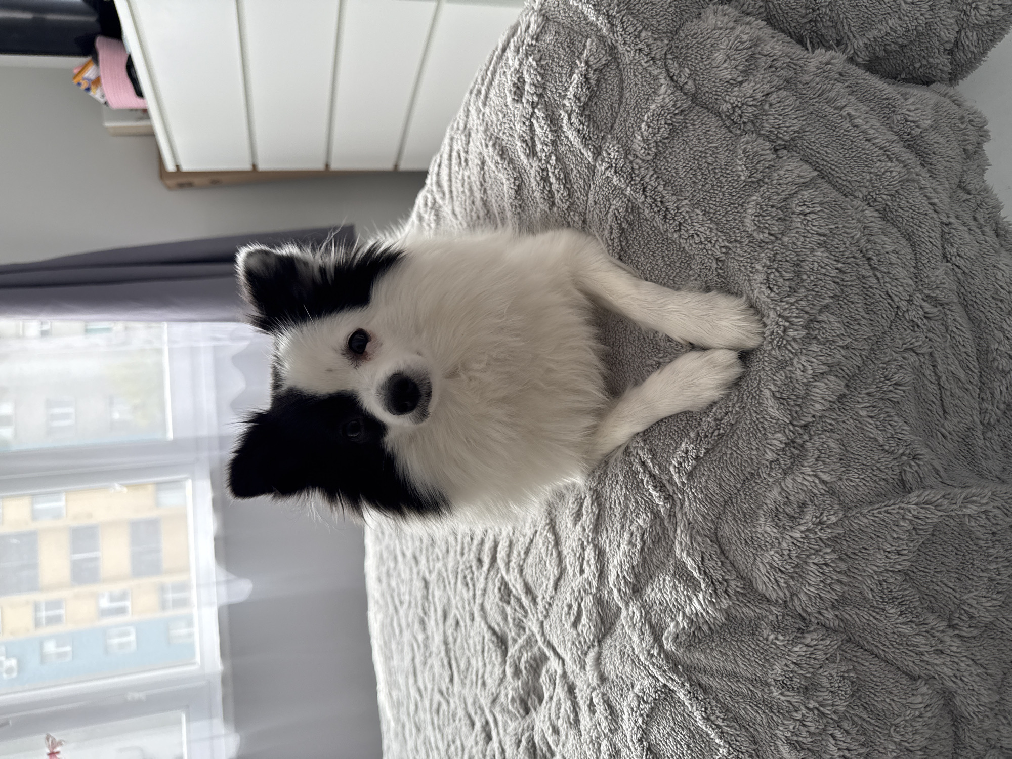 A black and white dog is lying on a gray textured blanket. The scene appears to be indoors, near a window where buildings are visible. The location might be Stara Zagora, Bulgaria, based on the building style outside the window.