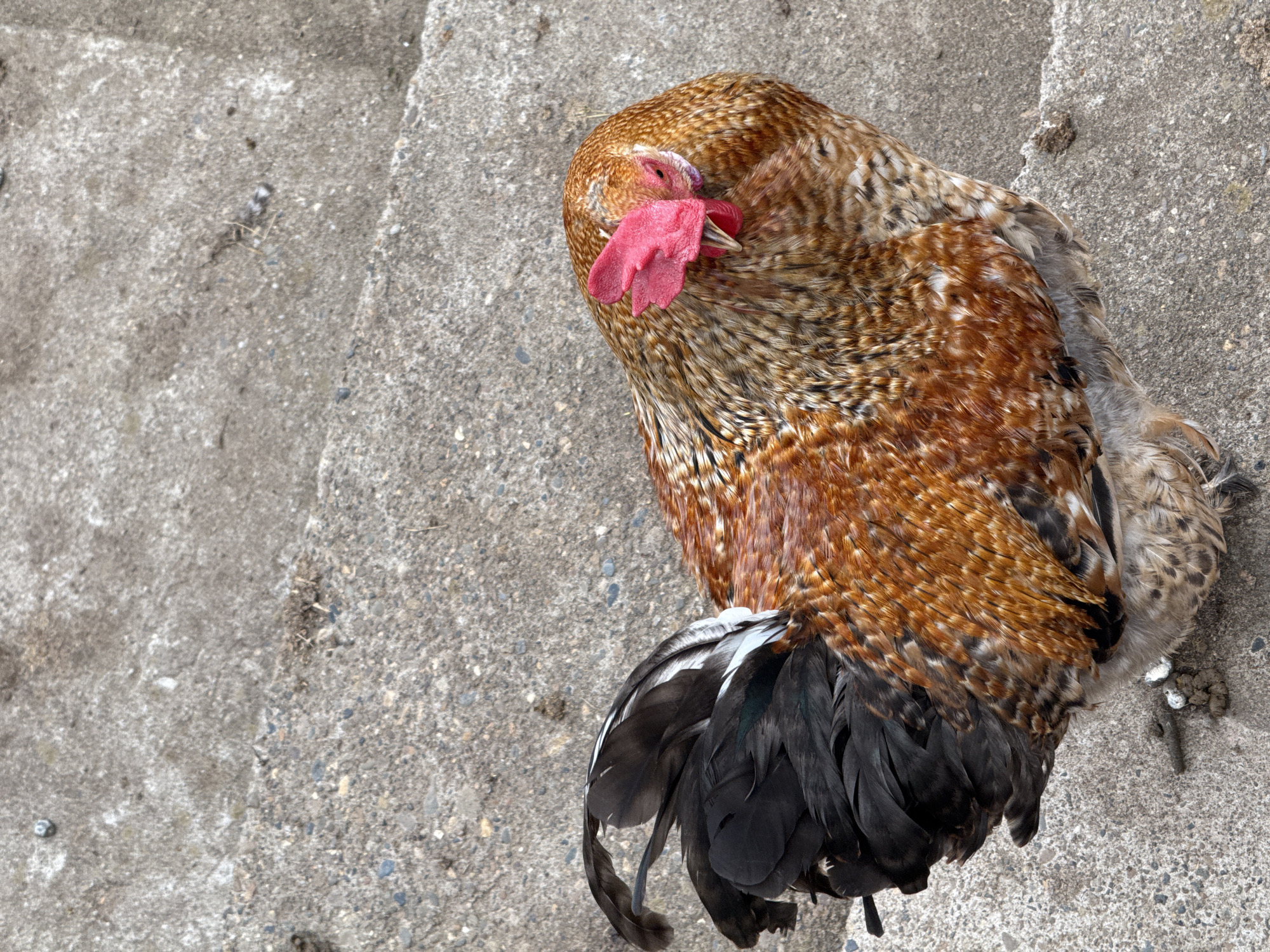 A top-down view shows a brown and black rooster lying on a concrete surface with visible steps. The rooster has a bright red comb. The background includes a gray concrete surface with minor debris.