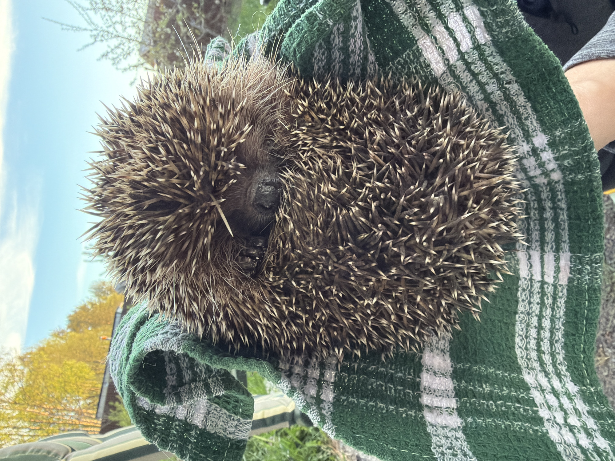 An image, captured in Vaskelovo, Russia, shows a person holding a wild hedgehog that is curled into a defensive ball, revealing its sharp, brown-tipped quills. The hedgehog is nestled in a green and white striped towel or cloth, which is partially wrapped around it, likely for protection or comfort while being held. A light-skinned hand or arm of the person holding the hedgehog is visible on the right side of the frame, emerging from the towel.
The scene is set outdoors during daytime, under a clear, bright blue sky with some wispy white clouds. In the background, out of focus, are various elements suggesting a rural or suburban environment. There are deciduous trees with light green and yellow foliage, indicating spring or early summer. Hints of a building structure, possibly a roof with tiles, are visible through the trees. The ground beneath the hedgehog and towel appears to be grassy or covered in vegetation, blurred into green and brown tones. The image is oriented vertically, with the sky on the left. No visible text is present in the image.