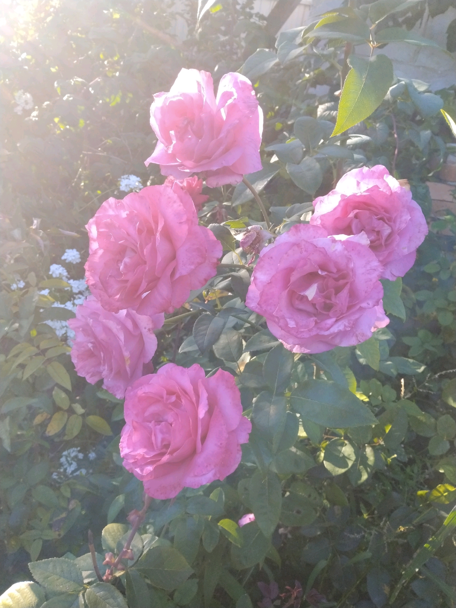 A medium shot captures a cluster of pink roses in bloom, their petals gently unfurling. The flowers are bathed in a soft, hazy sunlight that creates a luminous glow, particularly in the upper left quadrant of the image, hinting at early morning or late afternoon light. The roses are interspersed with dark green foliage, and a few small white flowers are visible in the background, adding a touch of contrast. The scene appears to be set in an outdoor garden or park. There are no people or animals present in the frame. The image composition is primarily focused on the floral subjects, with the background slightly out of focus, drawing attention to the texture and color of the rose petals.