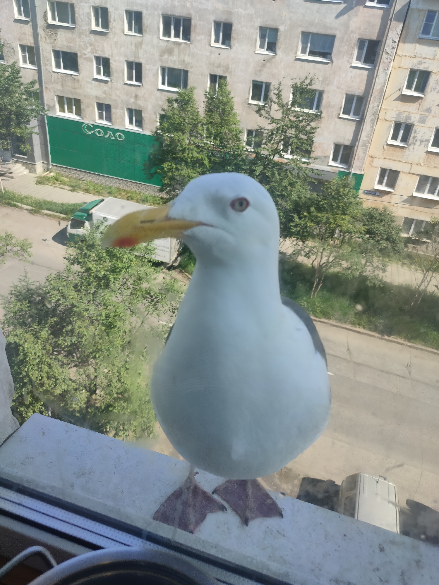 A close-up, eye-level, full-body shot shows a large, white seagull standing on a white windowsill, looking directly at the camera. The seagull has a yellow beak with a red tip and gray markings on its wings. Its feet are visible, and one of its legs appears to be partially obscured. Behind the seagull, through a window, a residential building with multiple floors and windows is visible. The building has a green facade on the lower level with the Cyrillic word "Соло" (Solo) in white lettering. Trees and a street with a white delivery truck are also visible in the background. The scene is outdoors on a sunny day, likely in the city of Magadan, Russia, given the Cyrillic signage.
