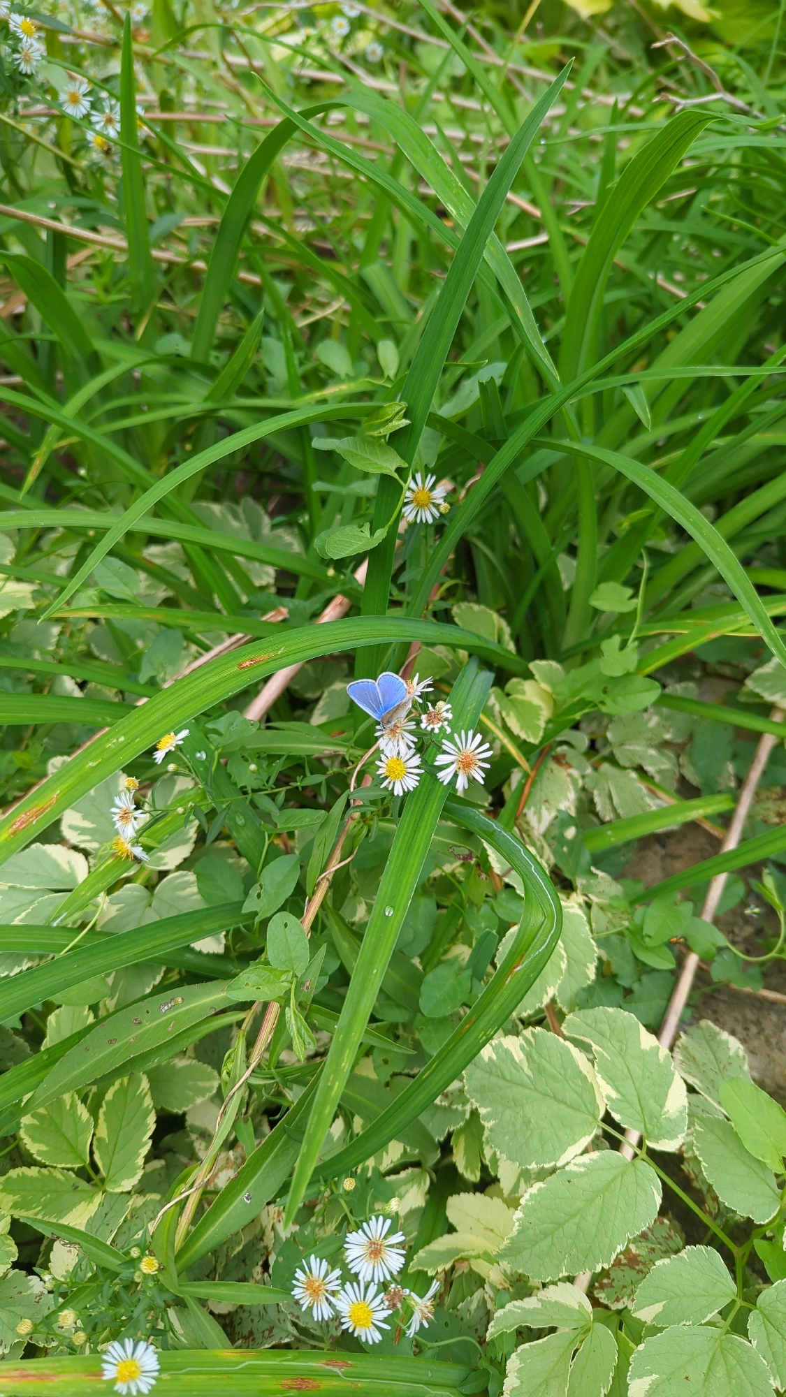 A close-up, eye-level shot captures a small blue butterfly perched on white wildflowers surrounded by lush green foliage. The butterfly, with its wings spread, is positioned in the center-right of the frame, delicately resting on a cluster of white flowers with yellow centers. The surrounding leaves are varied in shape and color, with some displaying variegation of green and cream. The environment suggests a natural setting, possibly a garden or park within Montreal, Canada, characterized by dense vegetation and wildflowers. The lighting indicates daytime, with natural light illuminating the scene. No people are visible.