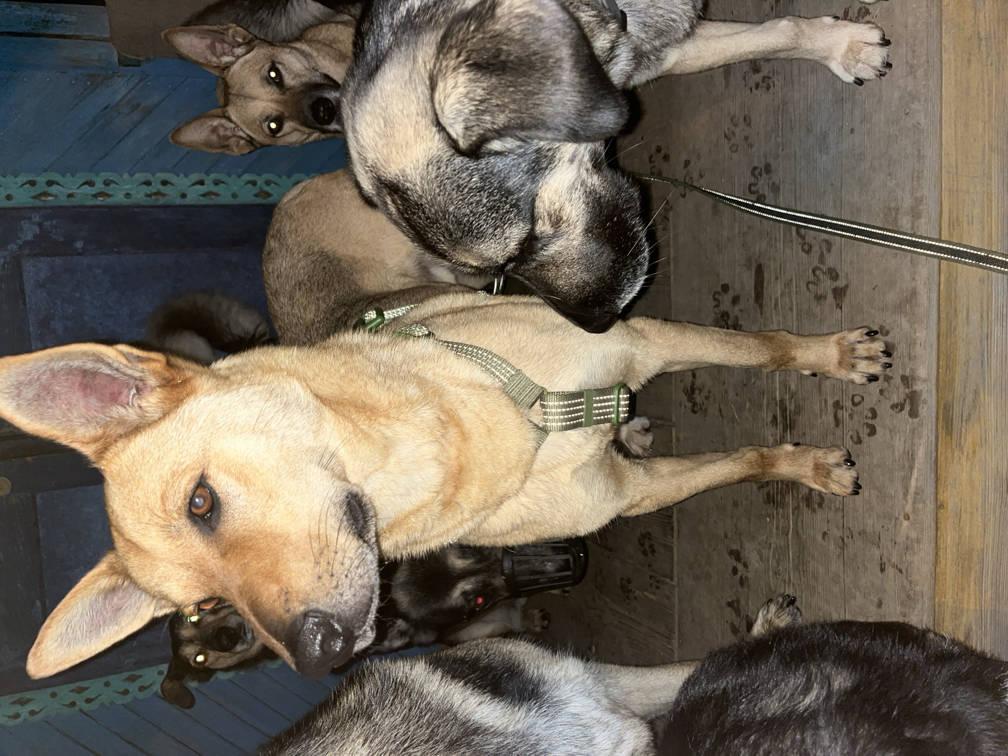 The image shows a group of dogs on a wooden floor. The dogs are of various breeds and colors, including tan, black, and grey. Some of the dogs are lying down, while others are standing or sitting. One dog in the foreground is wearing a green harness. The floor is made of wooden planks and has several paw prints on it. In the background, there is a blue wooden structure with decorative carvings. The lighting suggests it is nighttime or indoors with artificial light. The dogs appear to be relaxed and comfortable. The scene is likely a residential setting in Nizhny Tagil, Russia. No text is visible in the image.