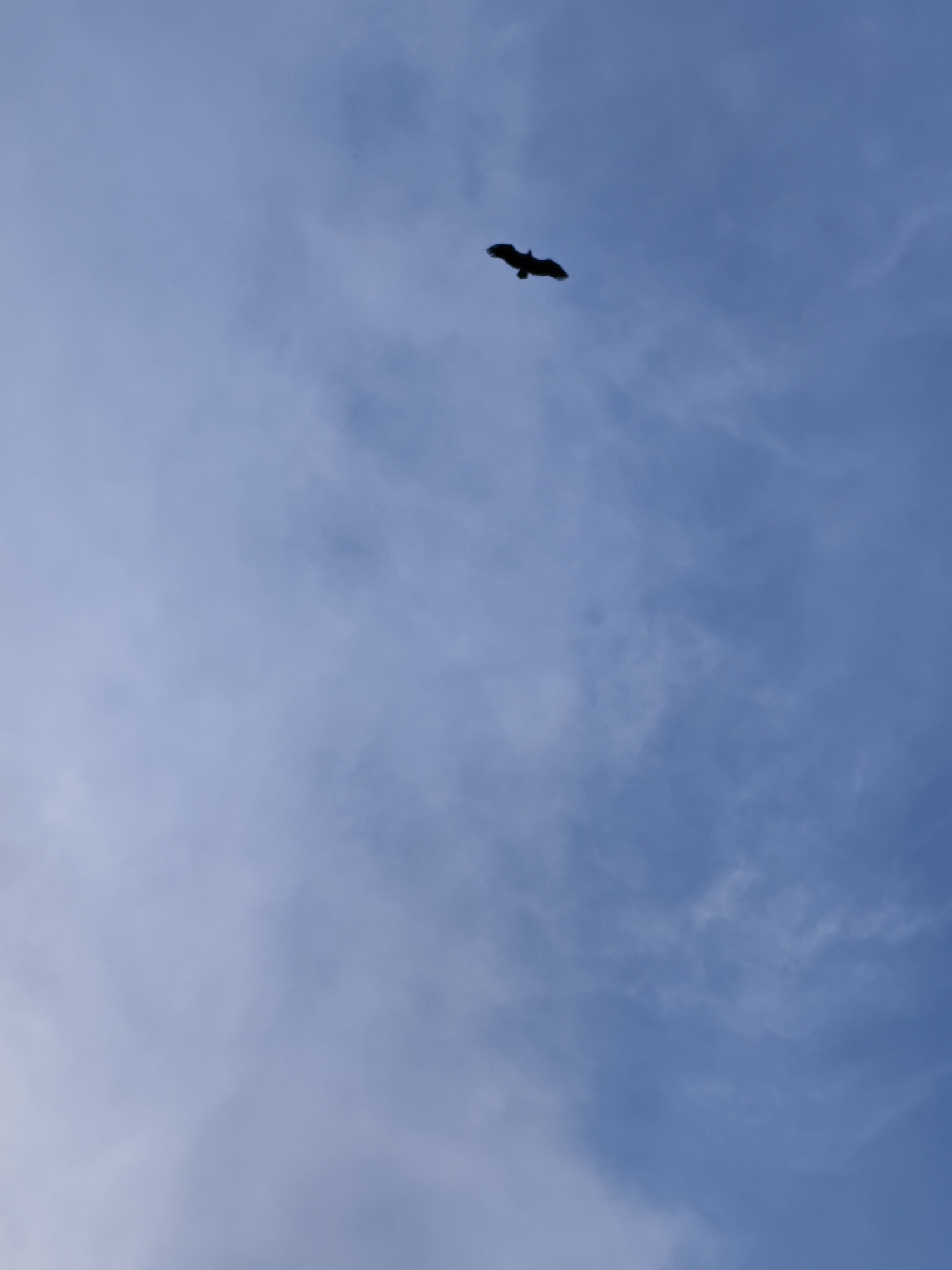 A dark silhouette of a bird is seen flying against a blue sky with wispy clouds. The location in the city of Kichmalka, Russia is not apparent from the image.