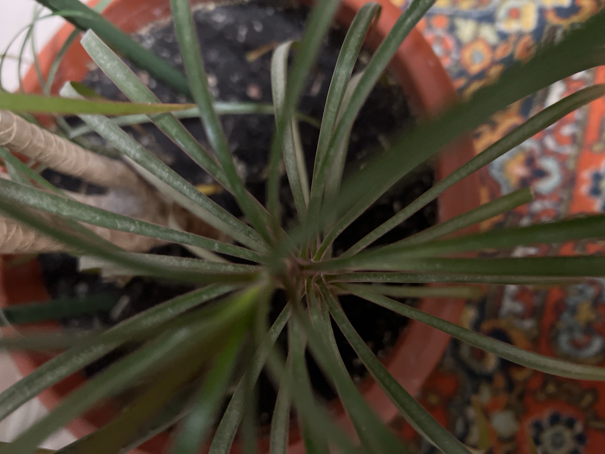 The image provides a top-down view of the center of a potted plant, likely a Dracaena, with its long, green leaves radiating outwards. The plant is in a reddish-orange plastic pot filled with dark soil. The leaves are slender and have a slightly dusty appearance. In the background, out of focus, is a colorful rug with intricate patterns in red, blue, and yellow. The scene appears to be indoors, possibly in an apartment in Yekaterinburg, Russia, given the prompt. There are no people or animals visible in the image. The lighting suggests an indoor setting, likely with artificial light or natural light coming from a window not visible in the frame. The overall impression is of a common household plant placed on a decorative rug.