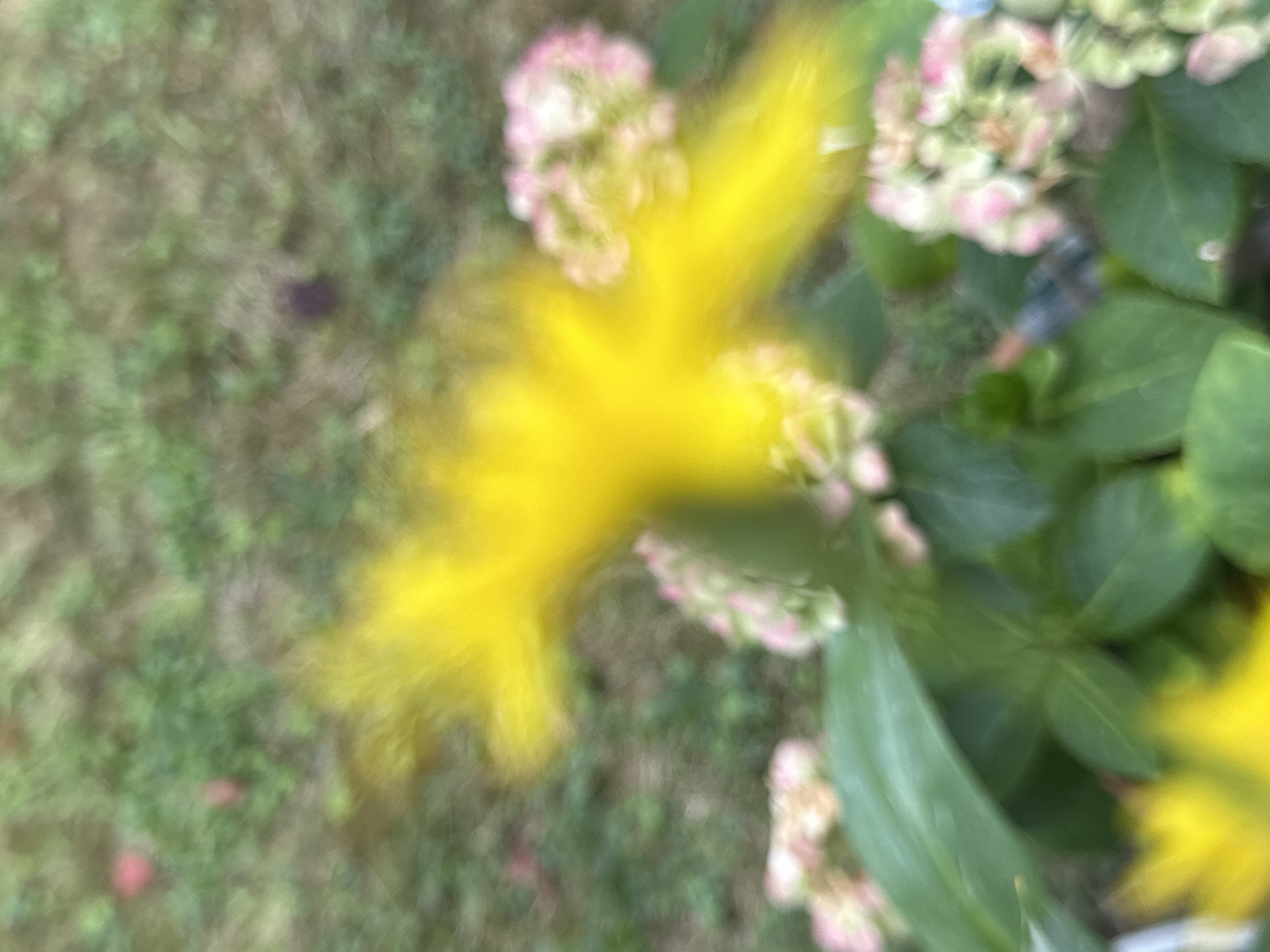 The image, taken at a park in Krefeld, Germany, depicts a close-up of yellow flowers with blurred pink hydrangea blossoms in the background. Green foliage is also visible, creating a soft, natural setting. The focus is on the vibrant yellow flowers, which are rendered in a bright, almost abstract manner due to the blur.