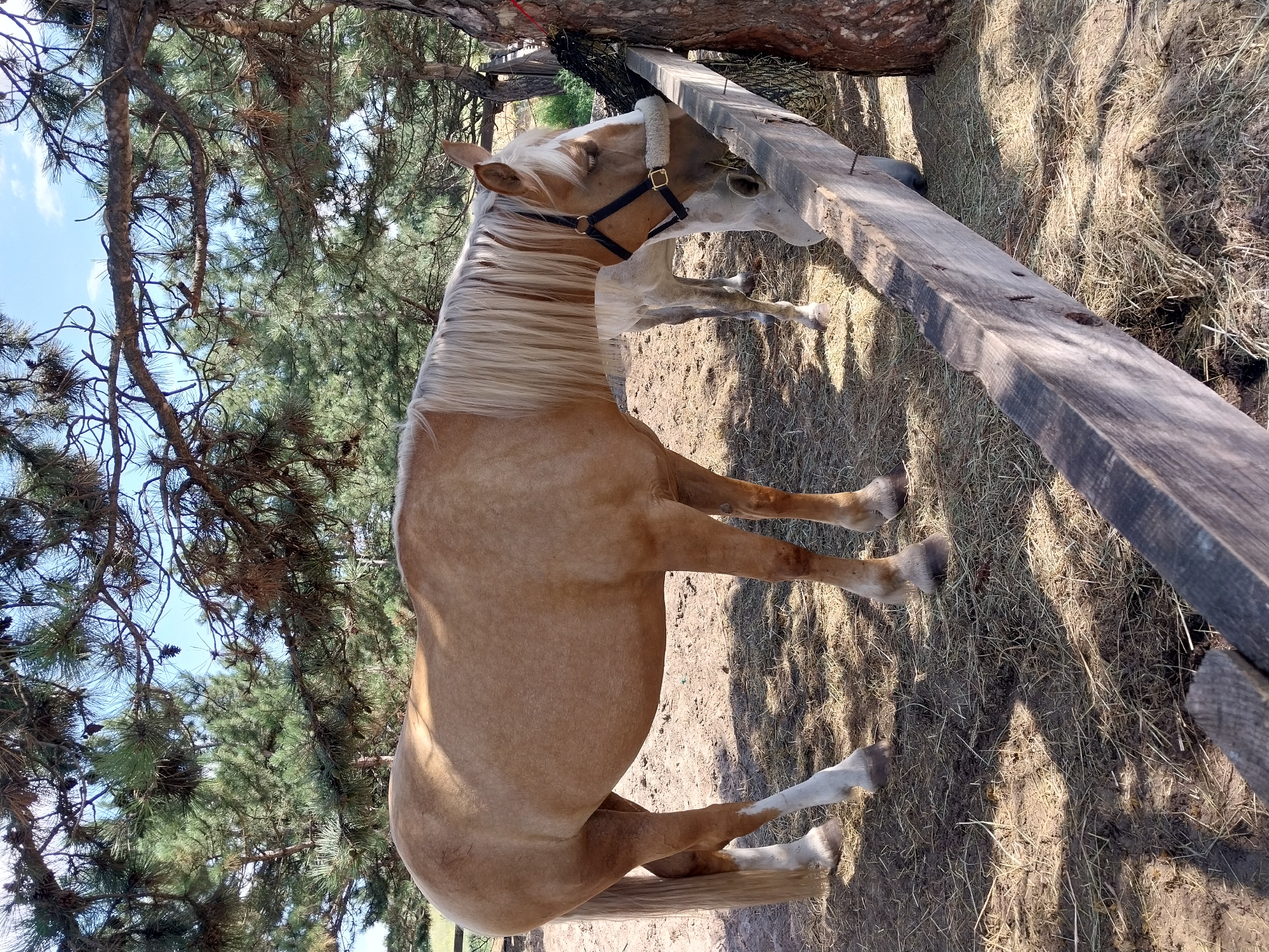 A light brown horse with a blonde mane is standing under a pine tree, its head lowered to eat from a wooden trough. Another lighter-colored horse is partially visible in the background, also eating from the trough. The ground is covered with hay and dirt. The scene is illuminated by natural daylight. The location is described as Unknown, Unknown.