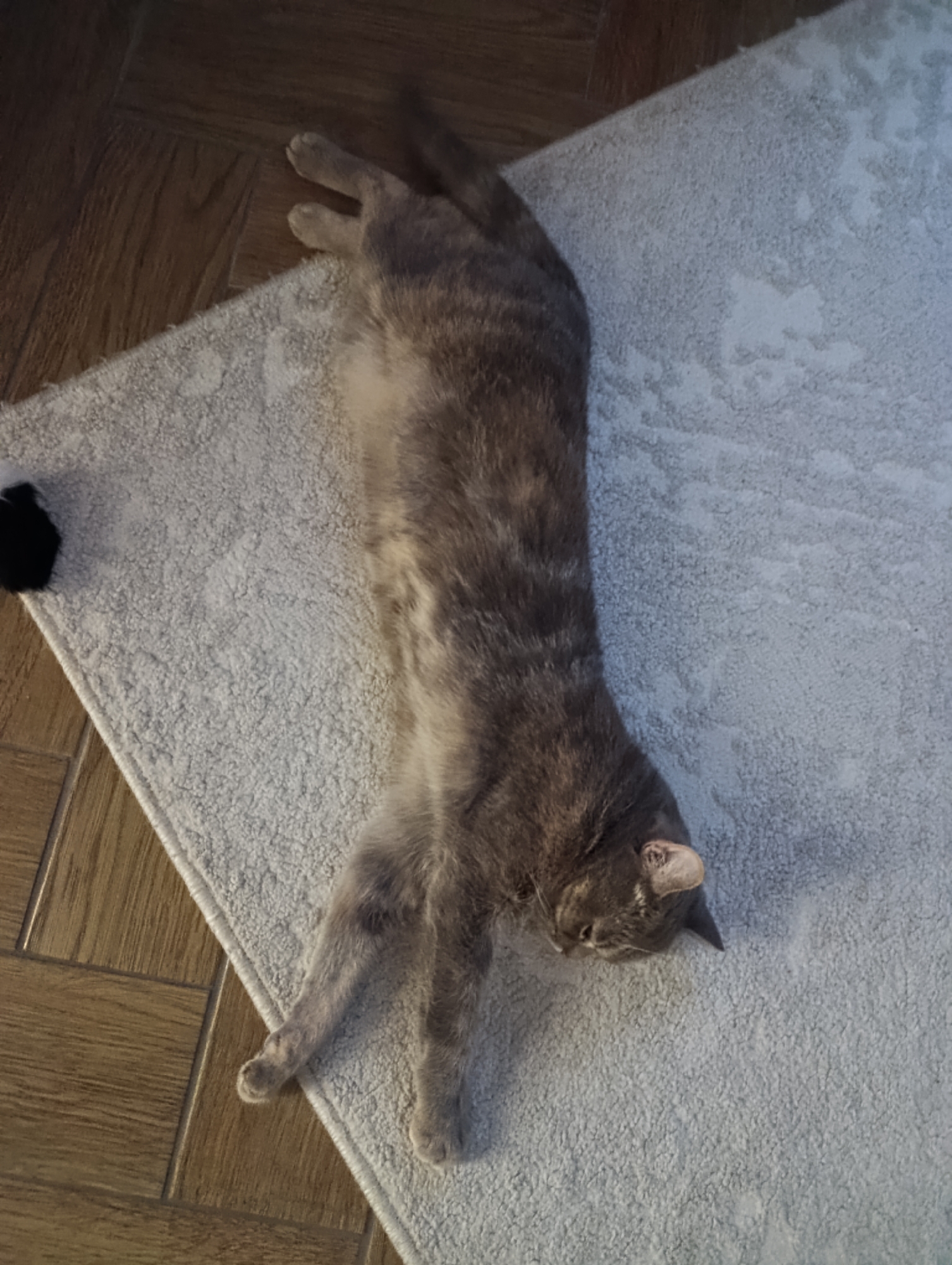 A gray tabby cat is lying on its back on a light gray carpet. The carpet is partially on top of a brown wood floor. A small black object sits on the corner of the carpet next to the wood floor.