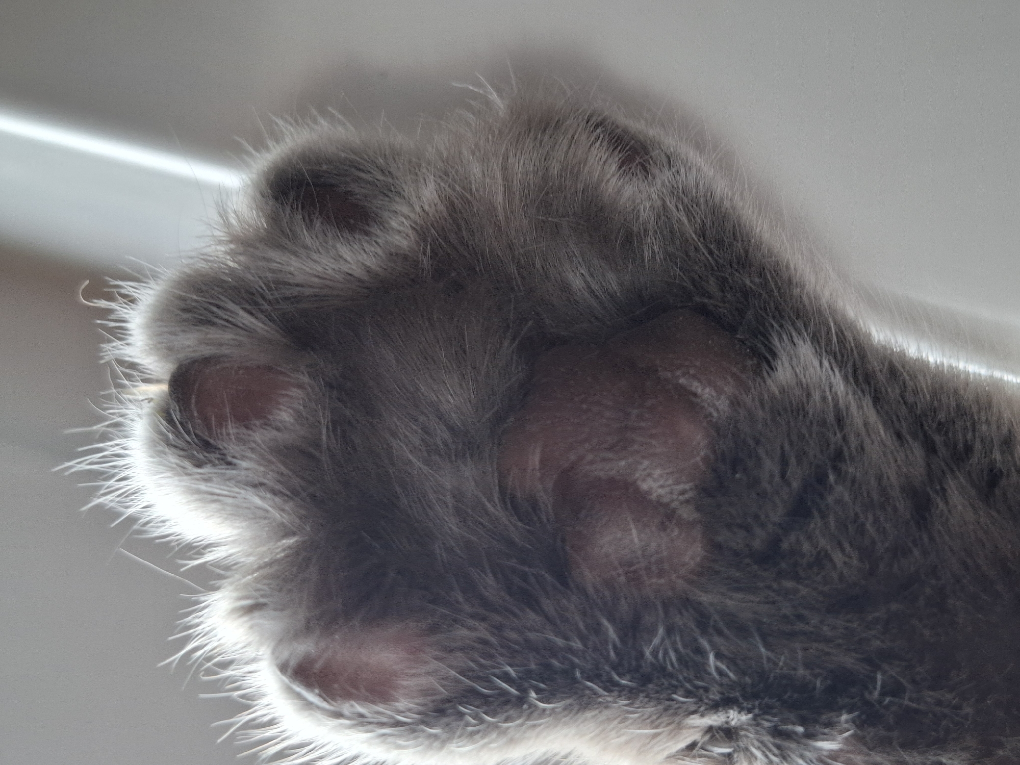 The image shows a close-up of a cat's paw. The paw is covered in gray fur. The paw pads are visible. The location of Novi Sad, Serbia is not discernible from the image.