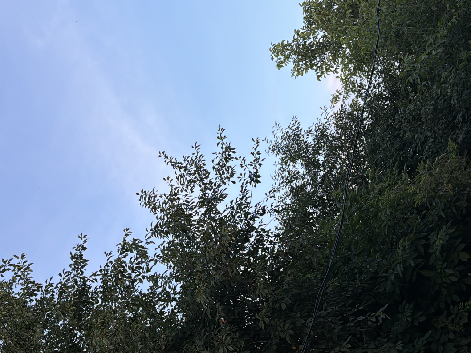 The image shows a view looking up at trees and a blue sky, with some wispy clouds. The trees are lush and green, with dense foliage. There are some dark wires running horizontally across the lower portion of the image, suggesting a utility line. In the distance, a few tiny dark specks in the sky could be birds. The overall scene is natural and serene, likely captured outdoors. The reference to Kamianka-Buzka, Ukraine, suggests this is a typical rural or suburban landscape in that region.