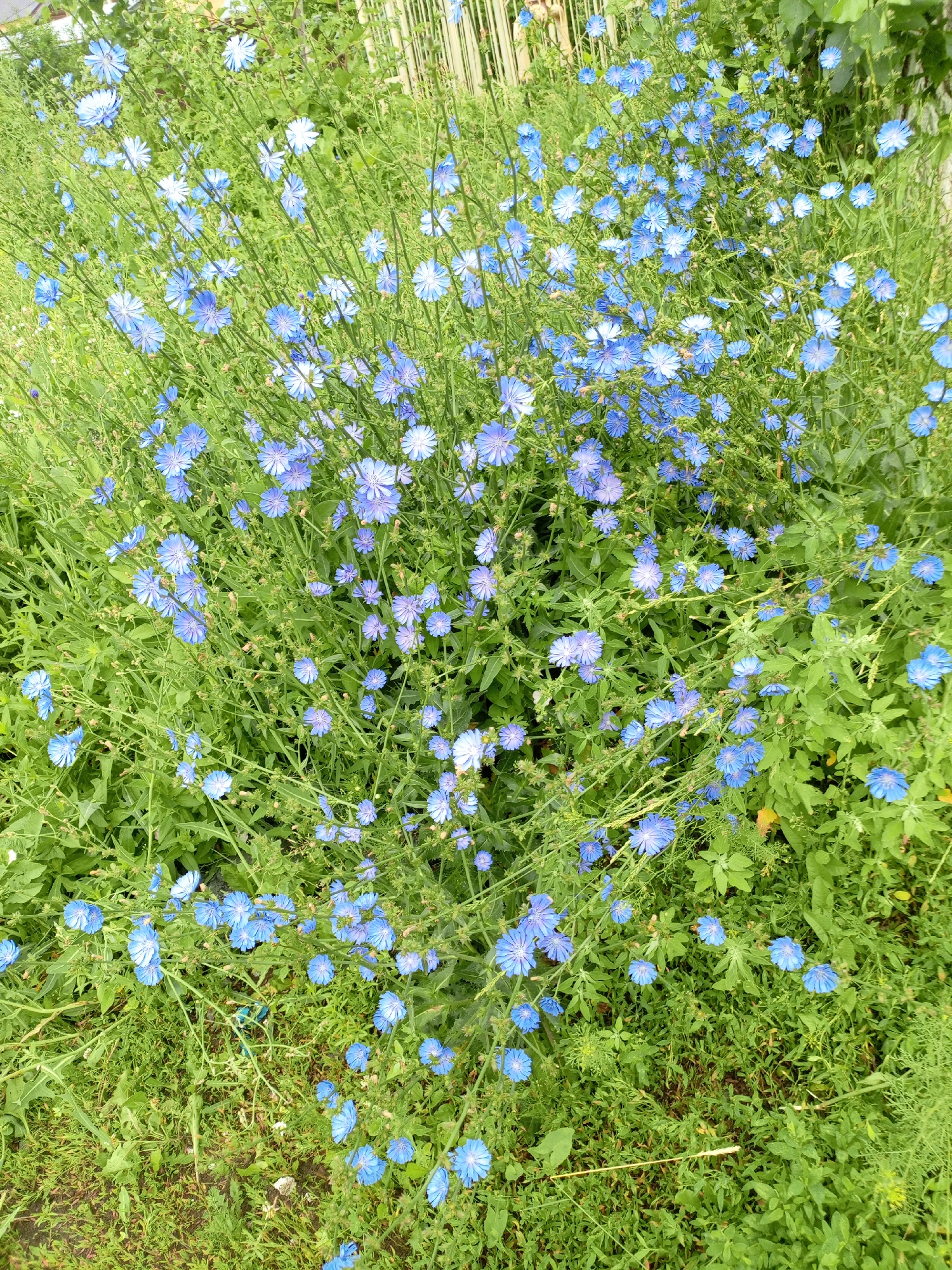 An overhead, eye-level full shot captures a dense patch of bright blue chicory flowers in full bloom. The flowers are scattered throughout a green, leafy environment. The stalks of the flowers vary in height, creating a natural, unkempt appearance. The leaves are varied in shape and size, with some being finely cut and feathery, while others are broader and more lobed. The overall impression is one of a wild, overgrown area. The image has a shallow depth of field, with the flowers in the foreground being sharp and in focus, while the background becomes progressively blurred. The lighting is natural and diffused, suggesting an overcast day or a shaded area. There are no people or animals visible in the image. The scene is located in a naturalistic setting, possibly a meadow or a roadside verge. Based on the provided information, this scene is located in Shadrinsk, Russia.