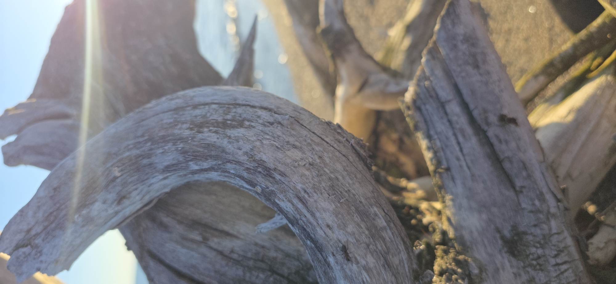 The image displays a close-up of weathered driftwood on a beach, with the sun glinting off the water in the background. The driftwood is gray and textured, with some showing signs of decay and moss. One piece of driftwood forms a curved shape in the foreground, creating a sense of depth. In the mid-ground, another piece of driftwood is visible, and a small ant is perched on the larger piece in the foreground. The background shows a bright blue sky and a body of water with soft, blurry reflections of sunlight. The scene appears to be a natural setting, likely a shoreline.