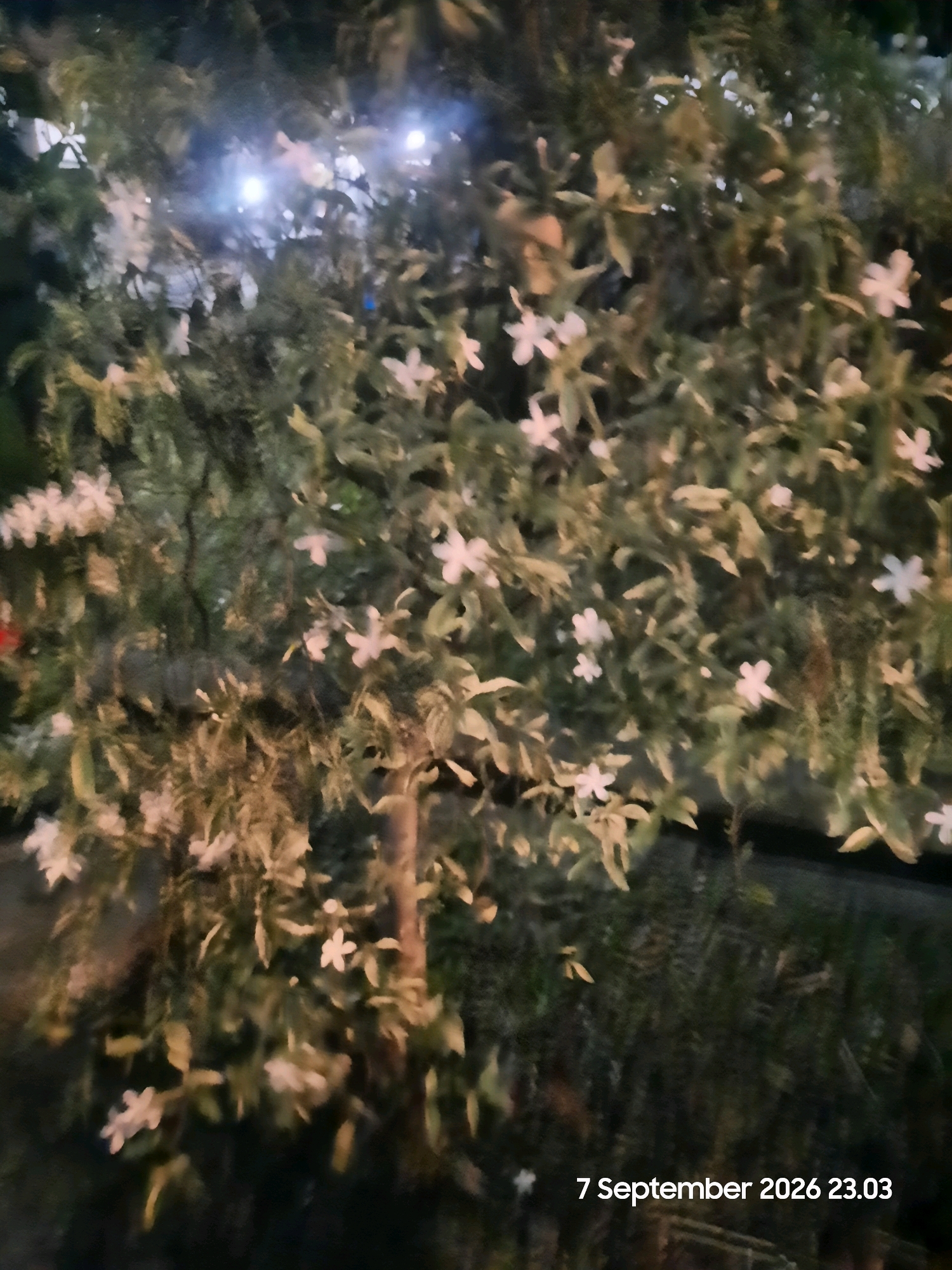 The image depicts a dimly lit outdoor scene, likely at night, focused on a cluster of plants with small white flowers. Several of the flowers are clearly visible, some with five petals. There are also lights, possibly fairy lights or decorative lighting, interspersed within the foliage, creating bright, blurred points of illumination. The background is dark and indistinct, suggesting it is nighttime with limited ambient light. In the bottom right corner of the image, a timestamp is visible: "7 September 2026 23.03." The presence of the timestamp suggests this is a photograph taken with a device that automatically records such information. The overall impression is one of a garden or decorative plant display illuminated at night. Without further contextual information, it is impossible to definitively place this scene in Gending, Indonesia.