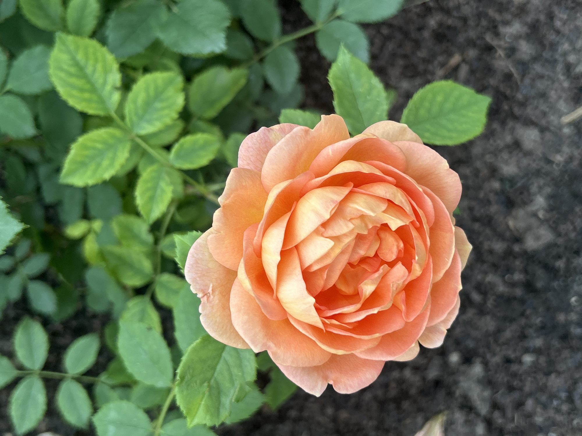 A close-up, top-down, eye-level shot features a blooming peach-colored rose. The rose is centered, its petals densely packed and exhibiting subtle color variations from light peach to a deeper coral hue. The background consists of dark soil and out-of-focus green leaves, suggesting the rose is growing in a garden. The scene is outdoors, likely in Mount Royal, Canada, given the context. No people or animals are present, and no actions or interactions are depicted. The lighting is soft and natural.