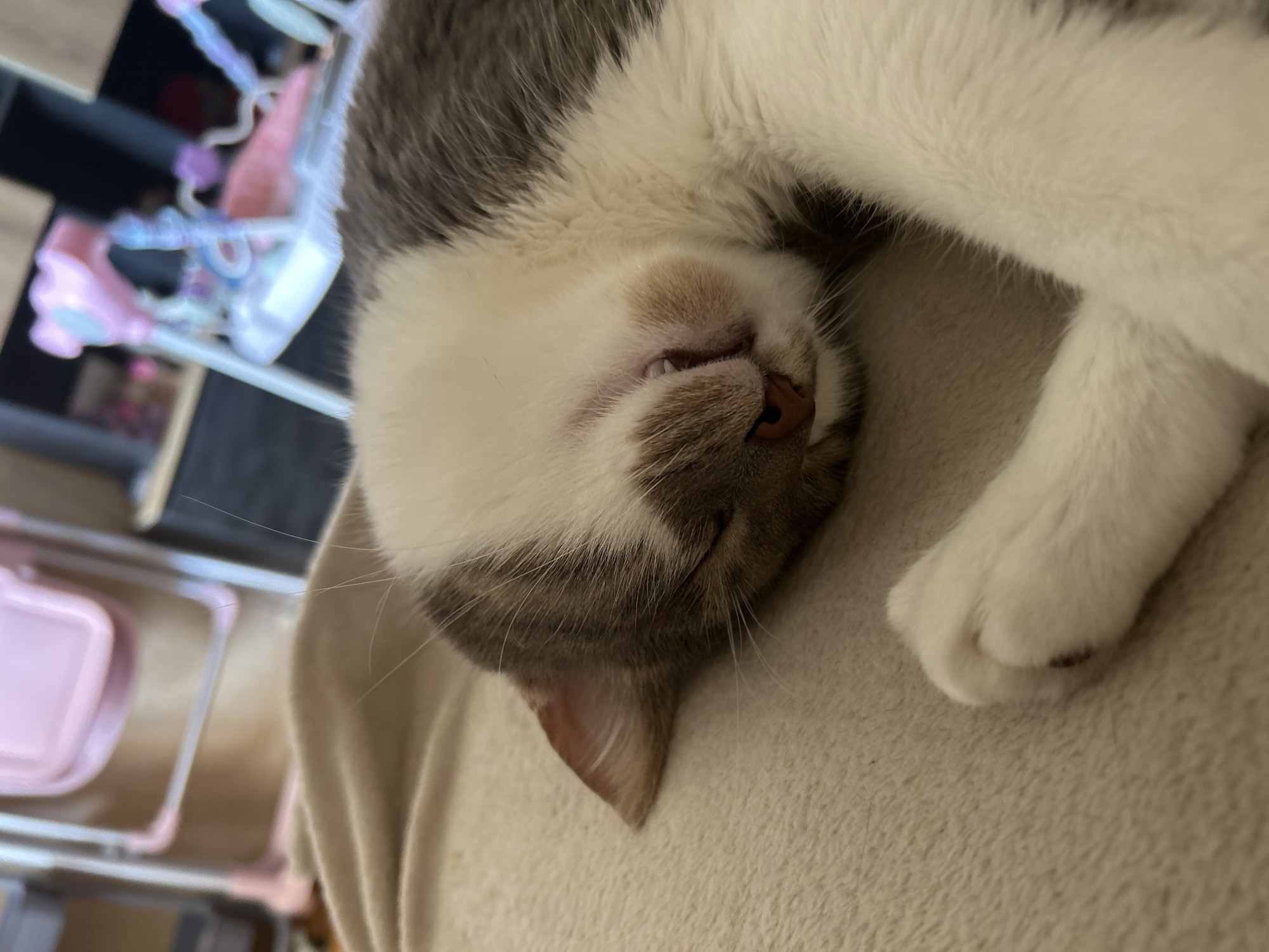 The image displays a domestic cat sleeping on a light beige, textured fabric surface in Sofia, Bulgaria. The cat exhibits white fur on its face, chest, and paws, with grey-brown fur on its head, back, and sides. Its eyes are closed, and a small portion of a lower tooth is visible near its pink nose. One visible ear shows reddish-pink inner skin, and white whiskers extend from its snout. The cat's body is curled, with one white paw visible in the lower right. The background is rendered significantly out of focus, revealing blurred shapes consistent with indoor furniture, including a light-colored structure with a pink surface and other colorful, amorphous objects suggesting toys or decorative items.