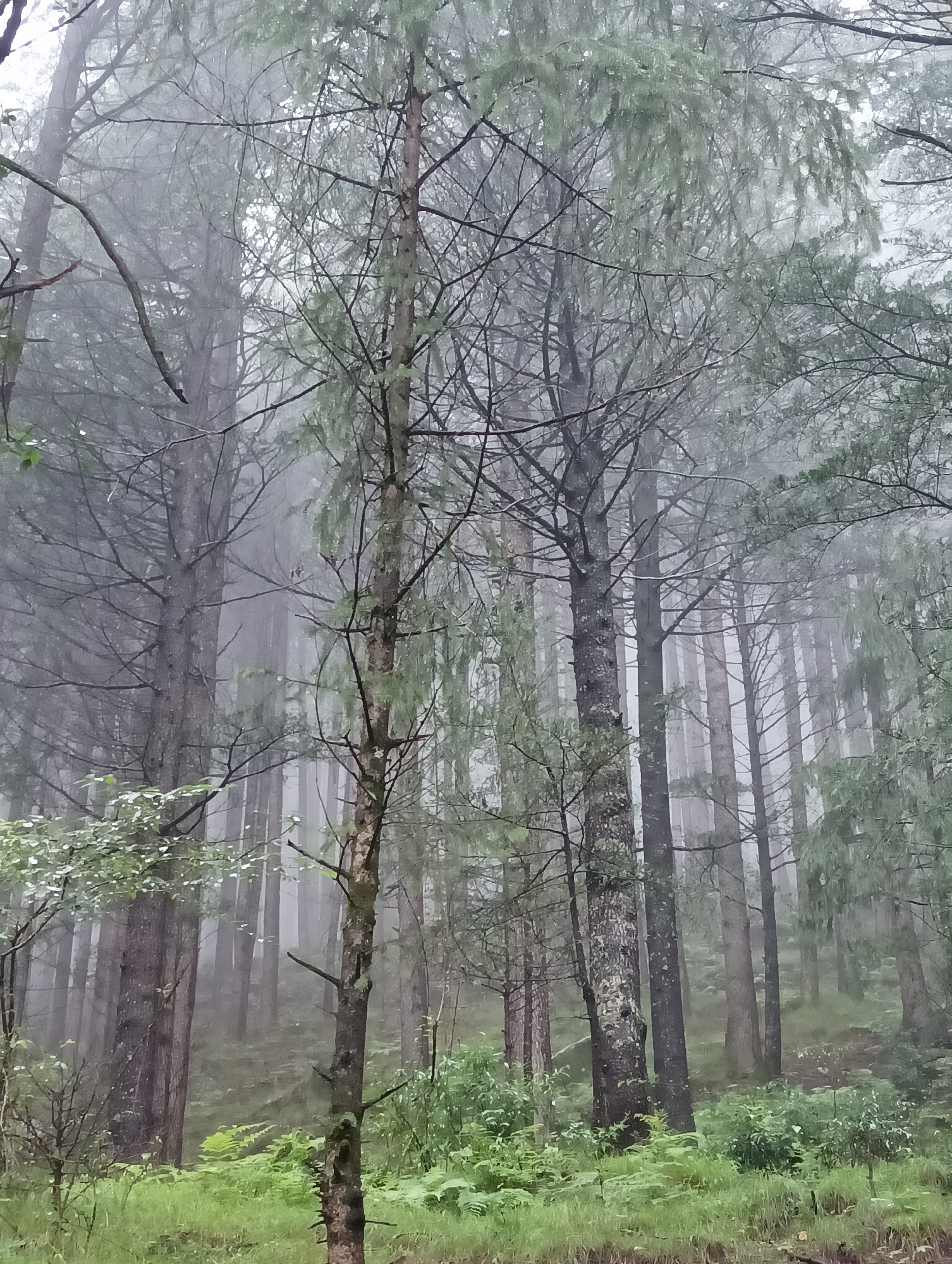 The image depicts a dense forest in Chhyal, India. Tall, slender trees with rough bark dominate the scene, their branches reaching upwards. The forest floor is covered with lush green grass and ferns. A thick mist or fog permeates the air, obscuring the background and giving the image an ethereal, almost mystical quality. The lighting is dim, suggesting an overcast day or early morning. No people or animals are visible in the frame. The atmosphere is serene and natural, evoking a sense of tranquility and the wild beauty of the Indian landscape.