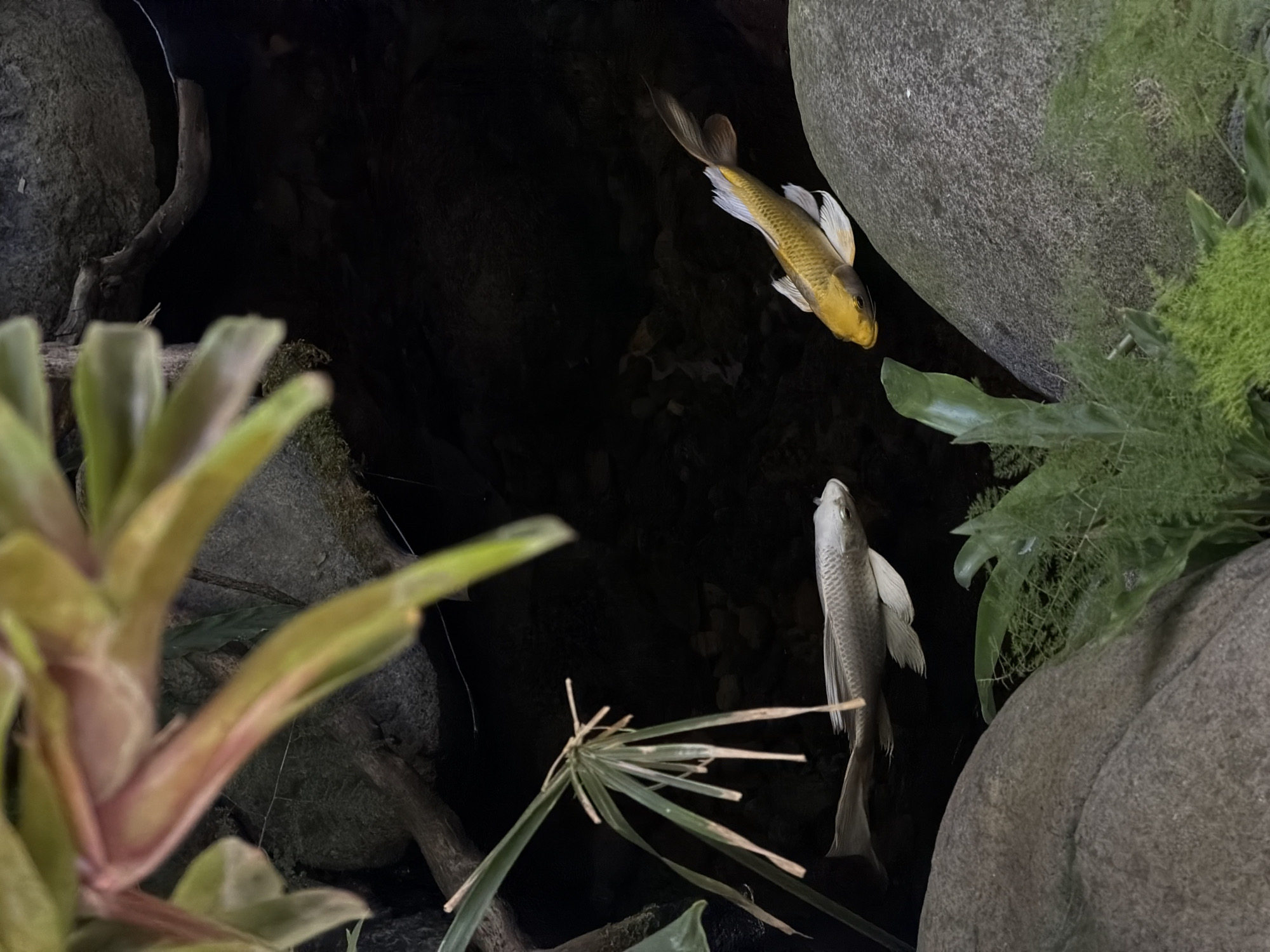 The image shows two Koi fish swimming in a pond. One fish is a golden-yellow color, and the other is silver-grey. The pond is surrounded by rocks and various plants, including a bromeliad and other greenery. The pond is located in North Kuta, Indonesia.