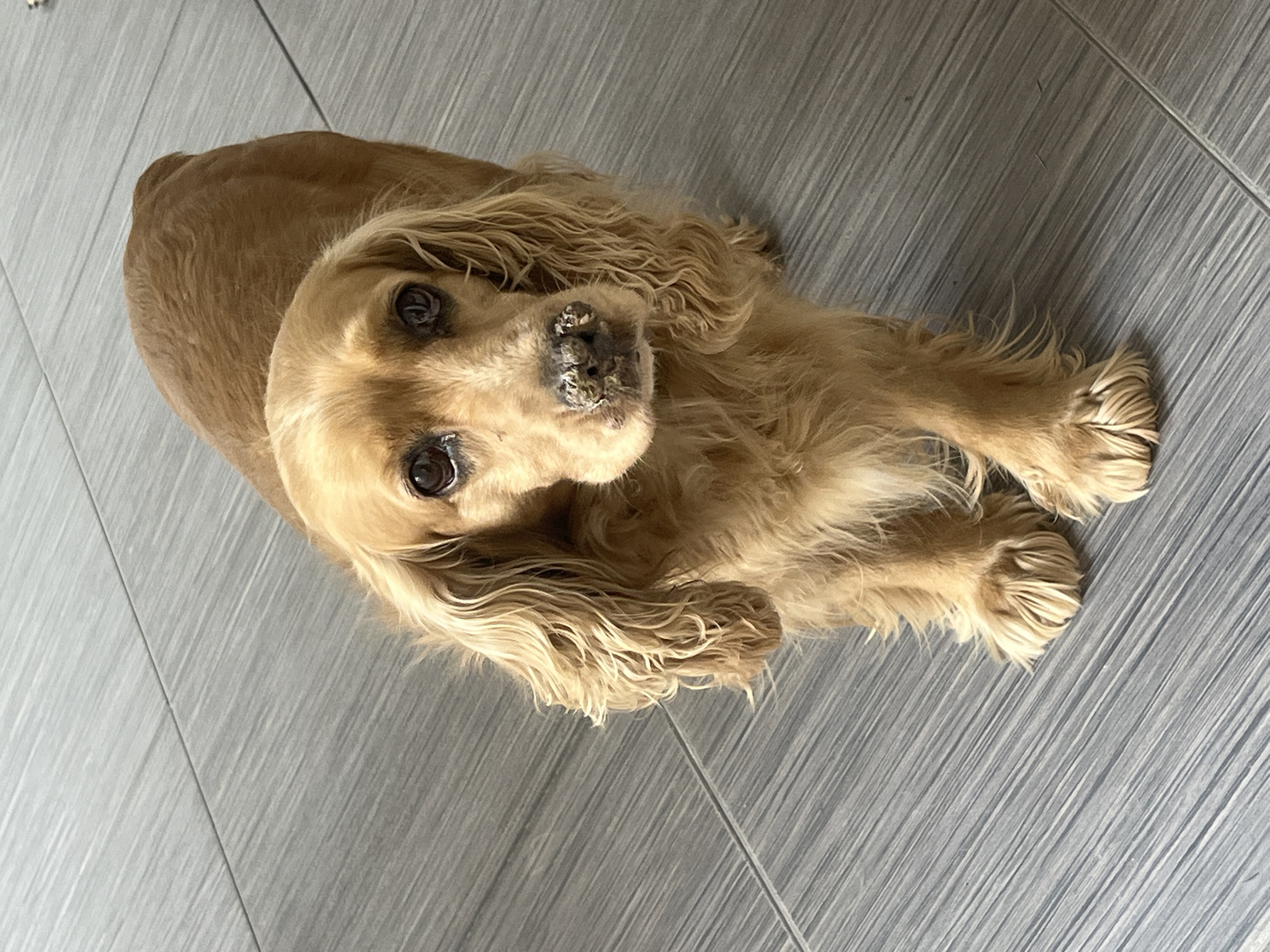 A golden Cocker Spaniel lies on a gray tile floor. The dog is facing the camera with its head tilted. The dog's eyes are dark, and its muzzle appears to have some debris or crusting. The dog's ears are long and feathered. The tile floor has a linear pattern. The location is unknown.