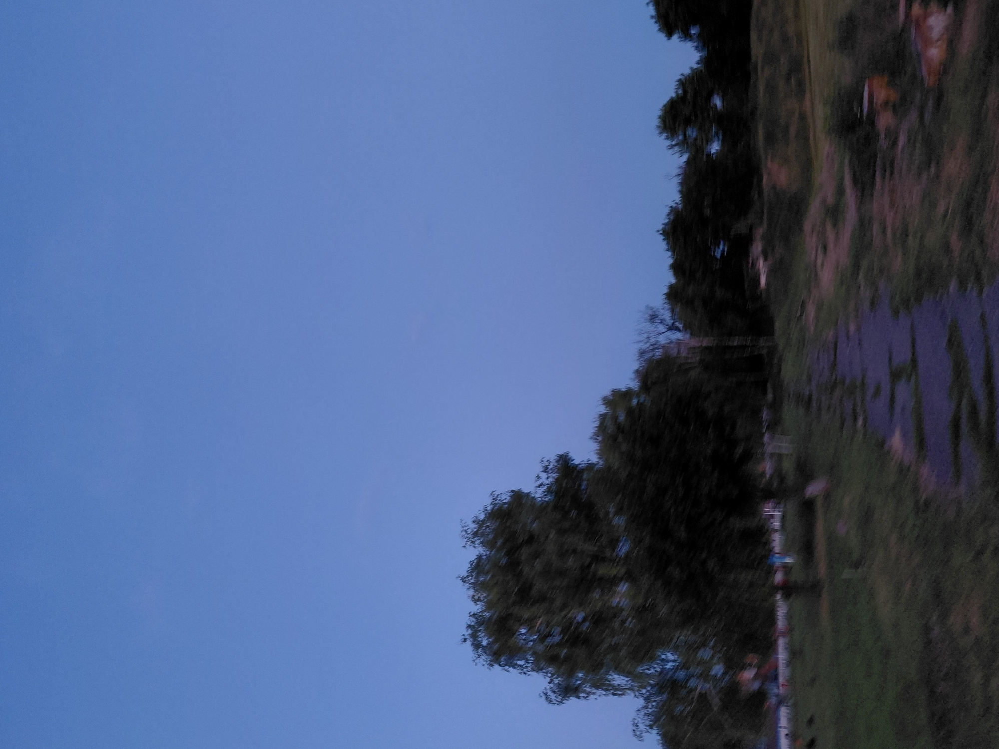 This is a low-light, motion-blurred photograph taken at dusk in Ustyvytsia, Ukraine. The sky is a deep blue. In the foreground, a cracked and worn asphalt path runs diagonally from the bottom right to the bottom left. To the left of the path is a grassy area with some sparse vegetation. Further back, several trees are visible. The most prominent tree is a large, leafy tree on the left side of the image, its branches blurred by motion. Behind this, a line of darker trees forms a backdrop. The overall impression is of an outdoor area, possibly a park or a rural road, shortly after sunset, with the camera in motion during the capture.